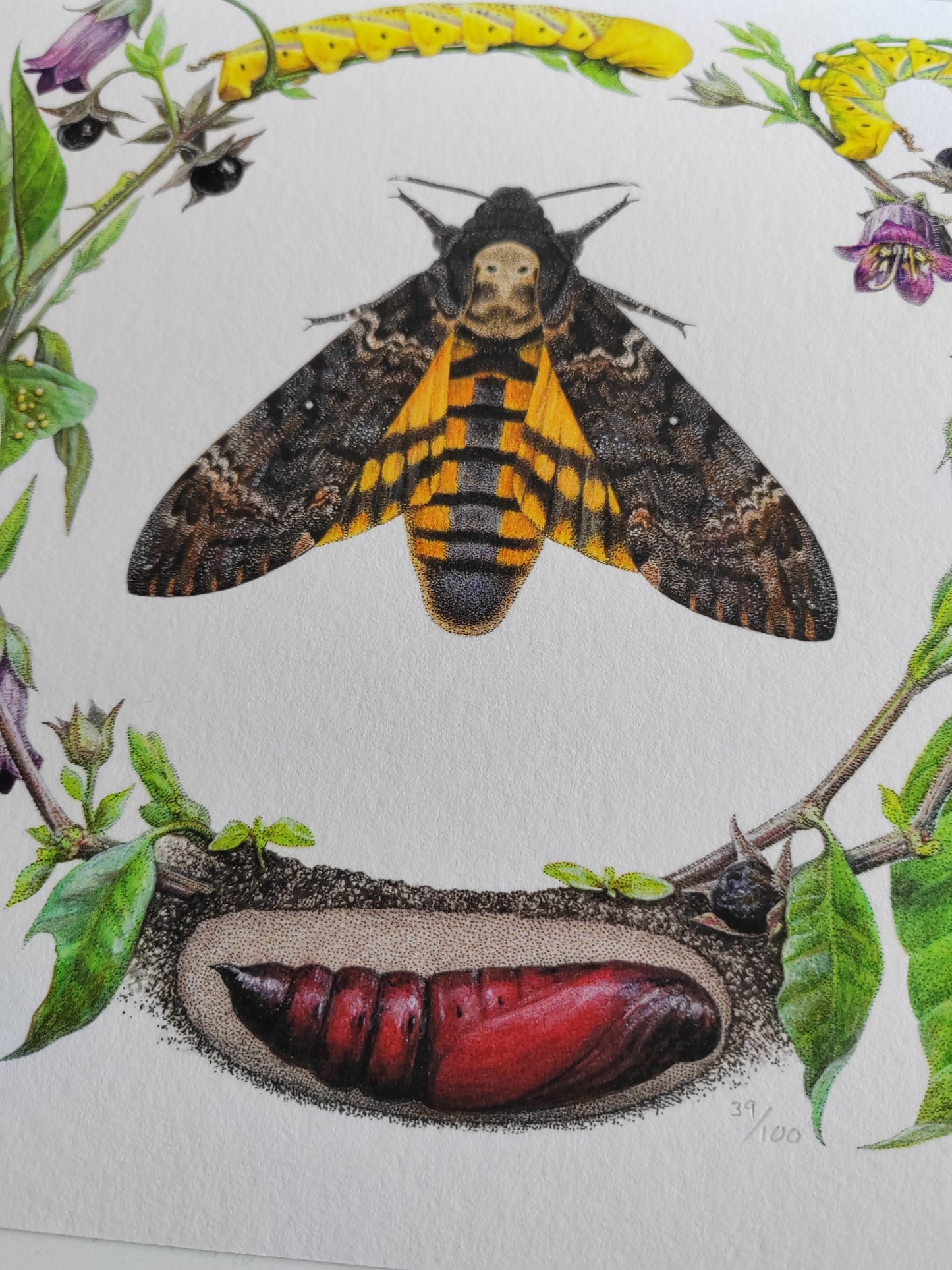 Death's Head Moth lifecycle. Limited edition life-size art print