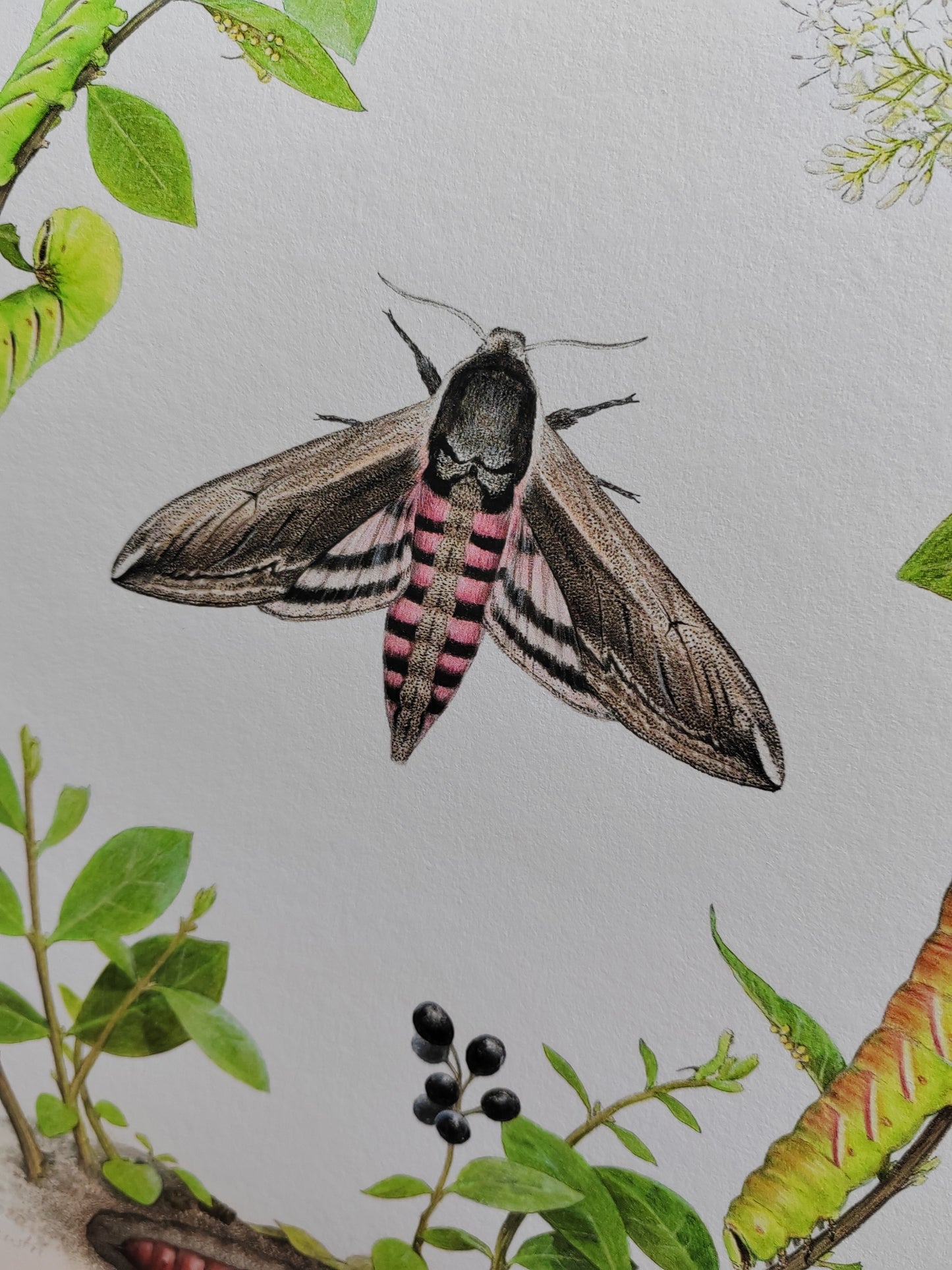 Privet Hawk Moth lifecycle - Life-size limited edition art print