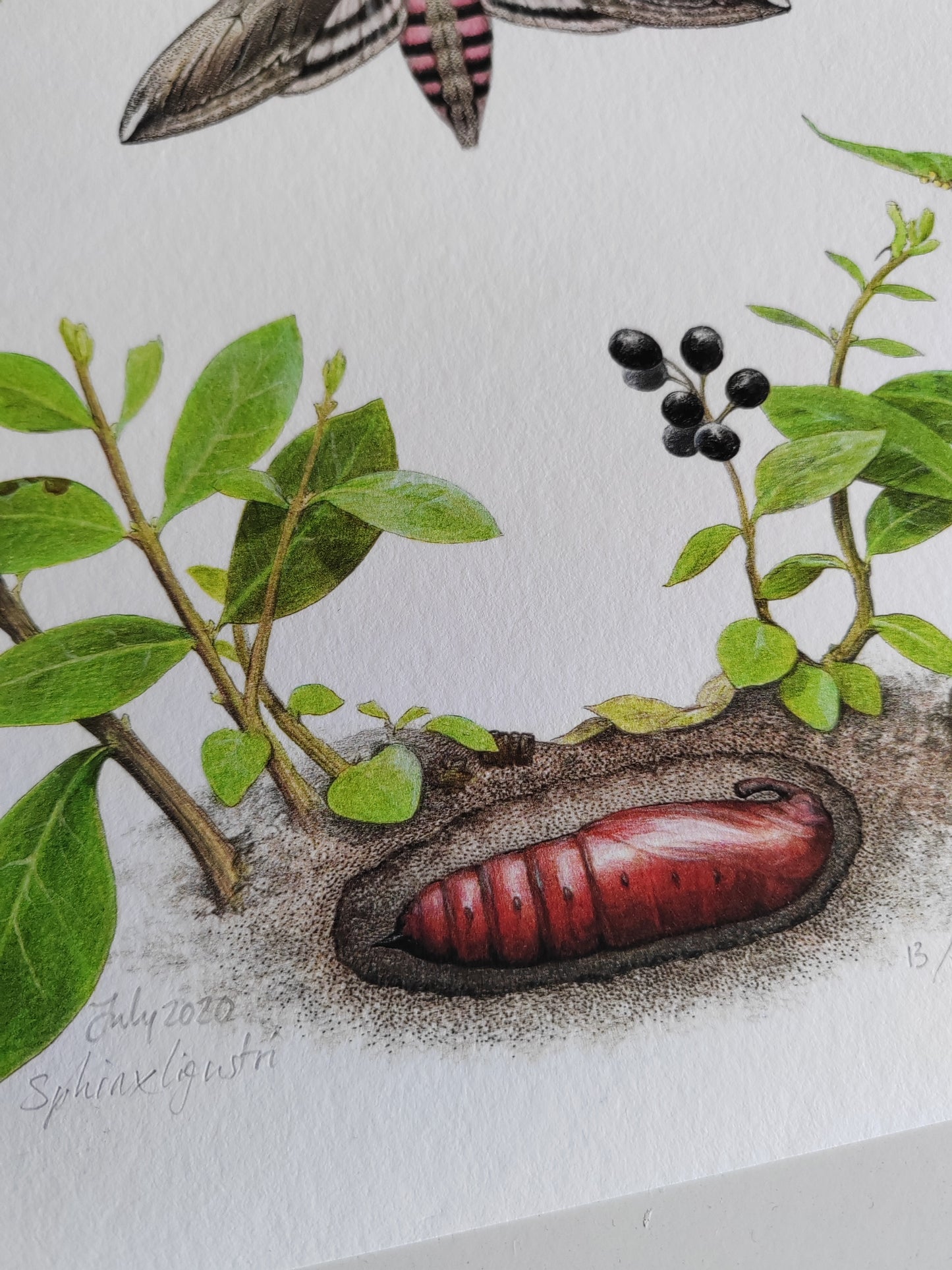 Death's Head Moth lifecycle. Limited edition life-size art print