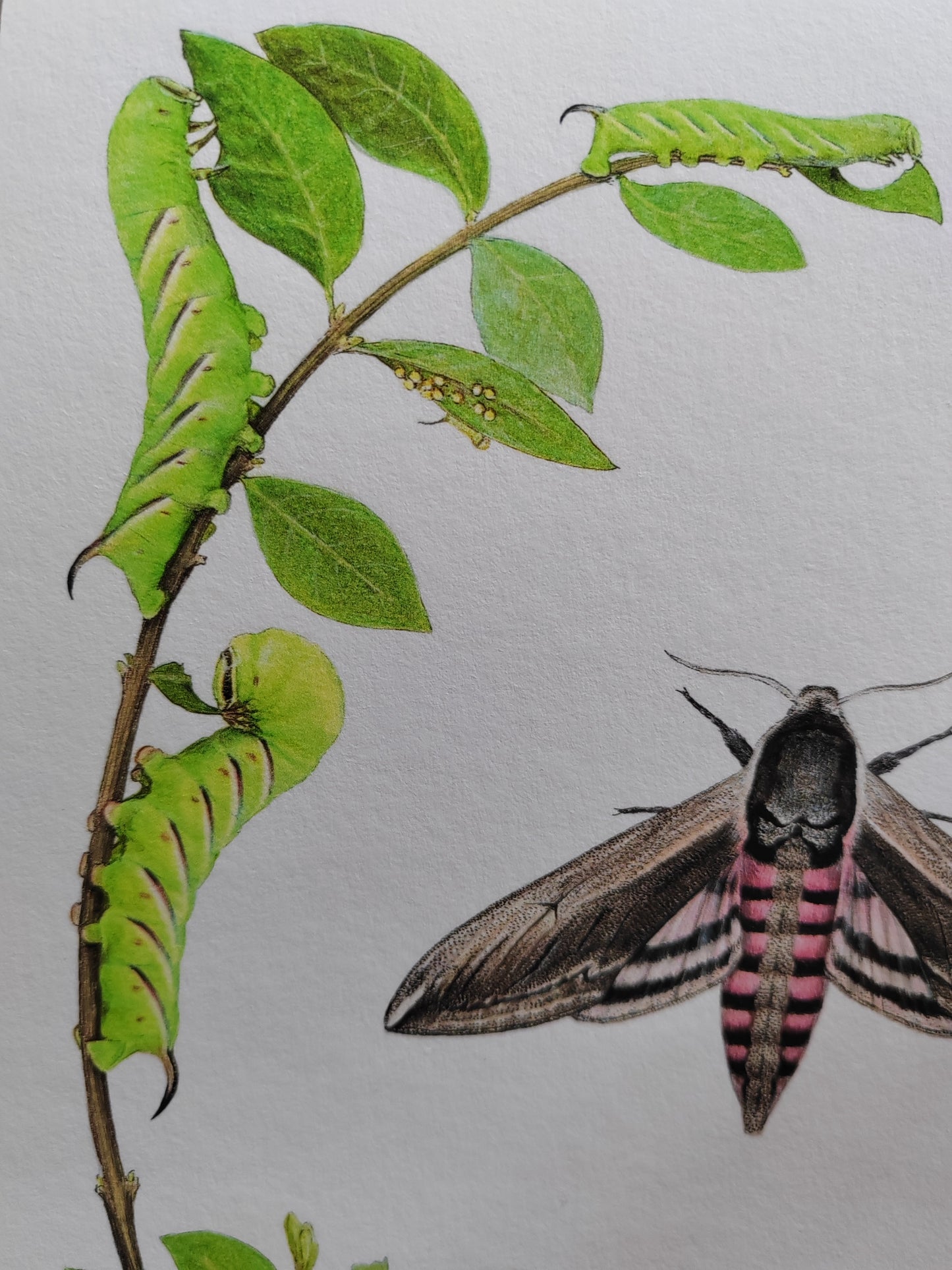 Privet Hawk Moth lifecycle - Life-size limited edition art print