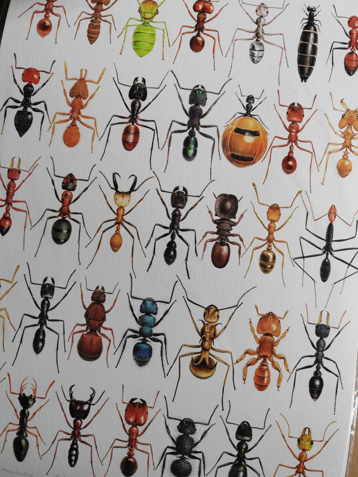 Formicidae, Ants compilation. Limited edition art print A3 size