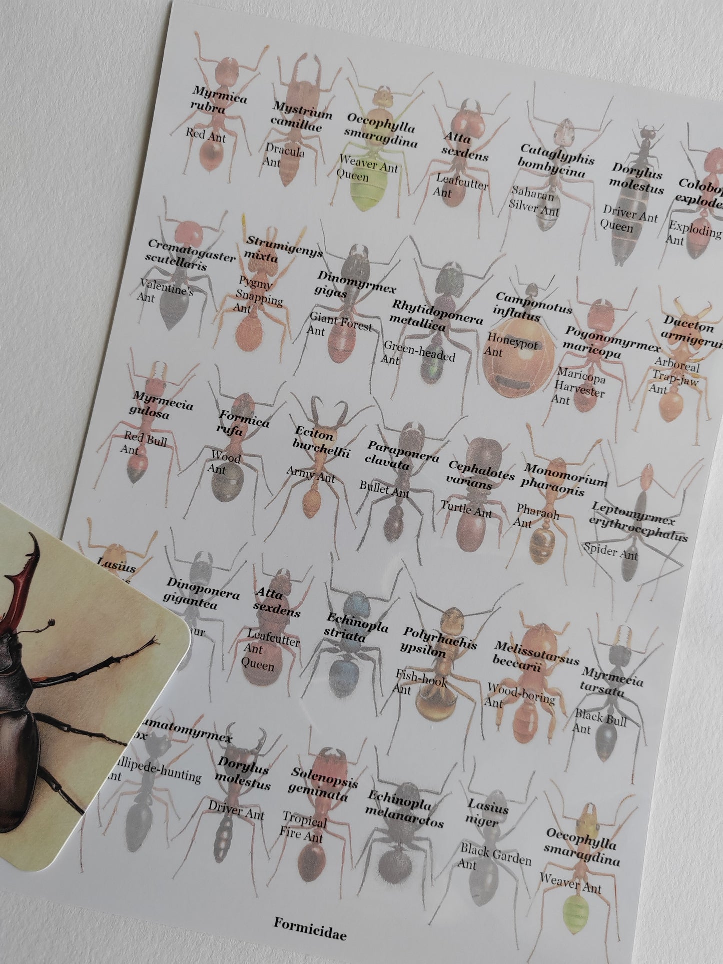Formicidae, Ants compilation. Limited edition art print A3 size