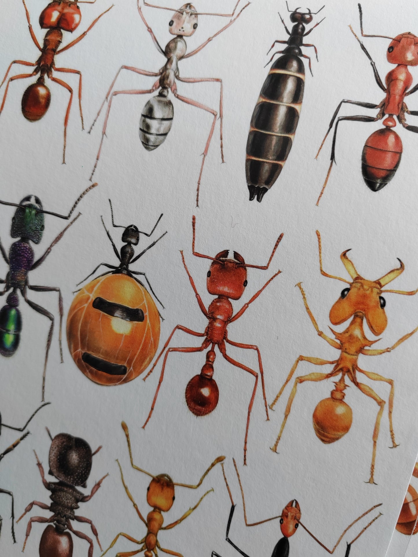 Formicidae, Ants compilation. Limited edition art print A3 size