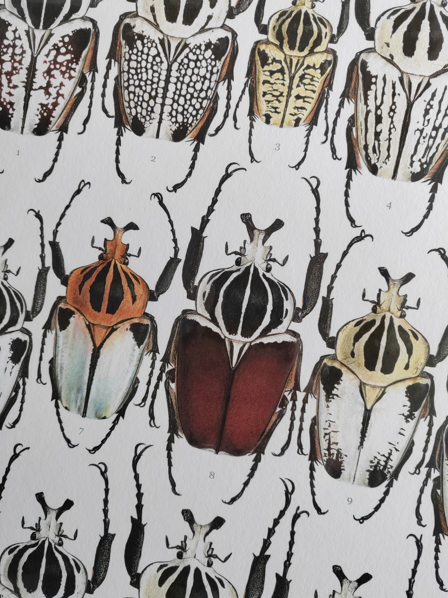 Goliath Beetles - Goliathus Lifesize species compilation, limited edition art print