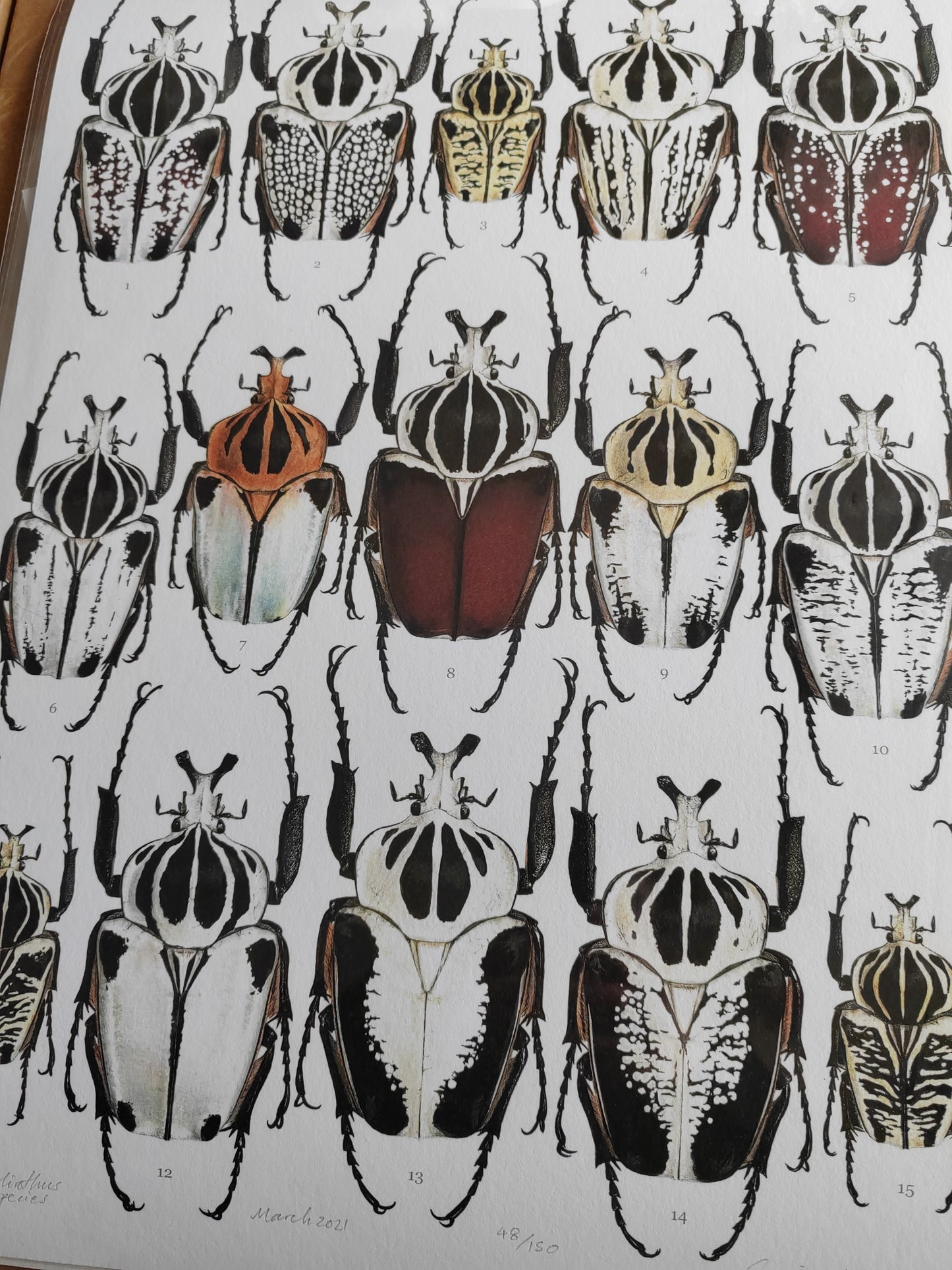 Goliath Beetles - Goliathus Lifesize species compilation, limited edition art print