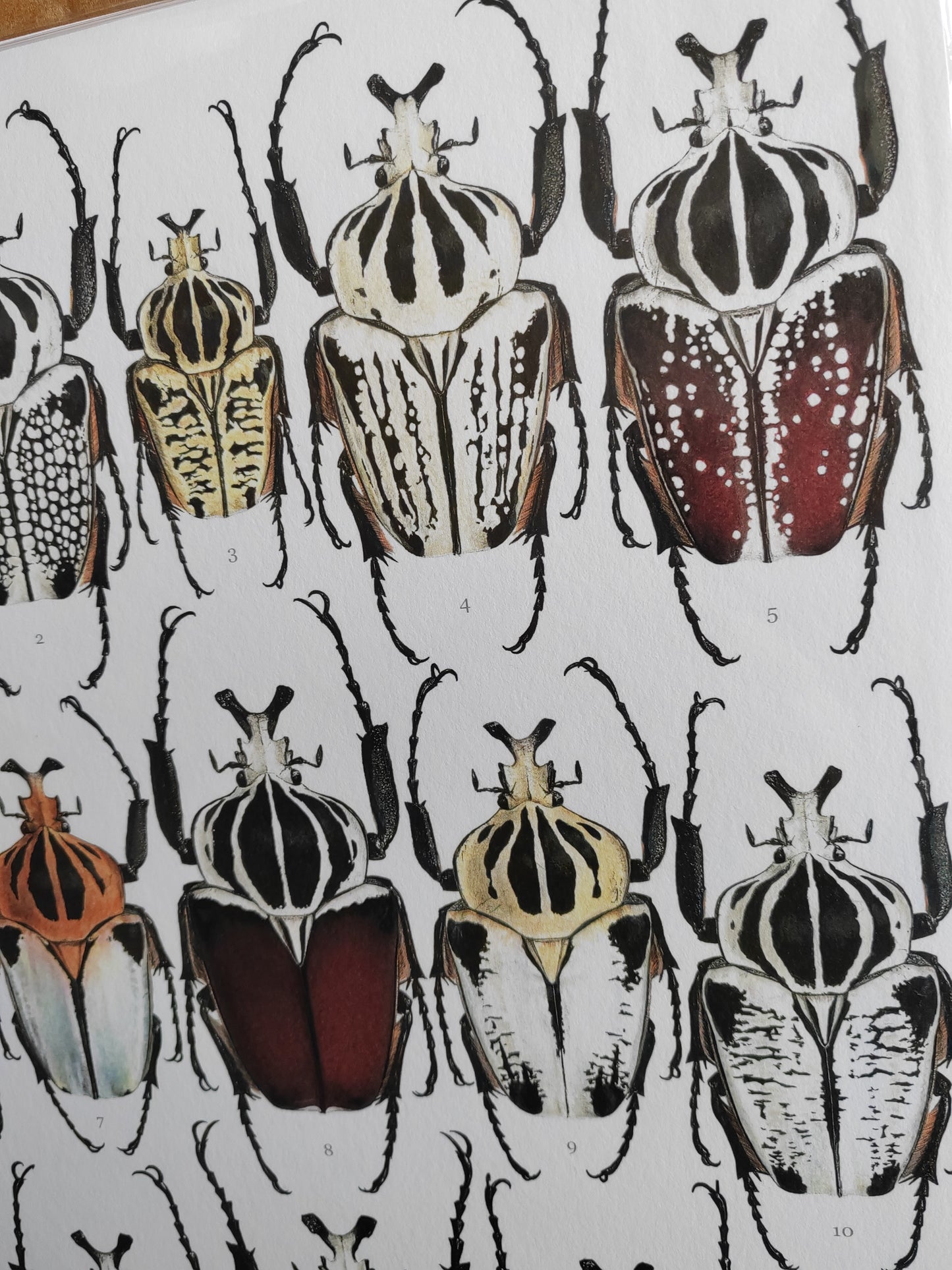 Goliath Beetles - Goliathus Lifesize species compilation, limited edition art print