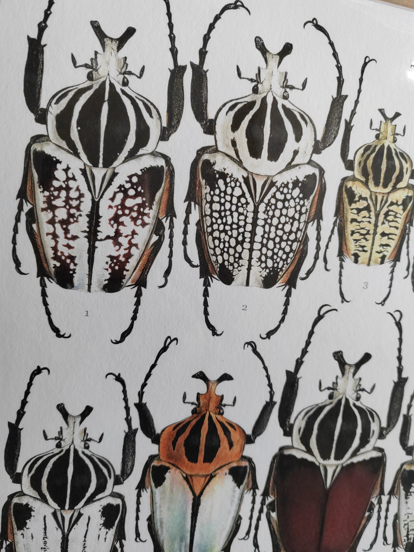 Goliath Beetles - Goliathus Lifesize species compilation, limited edition art print