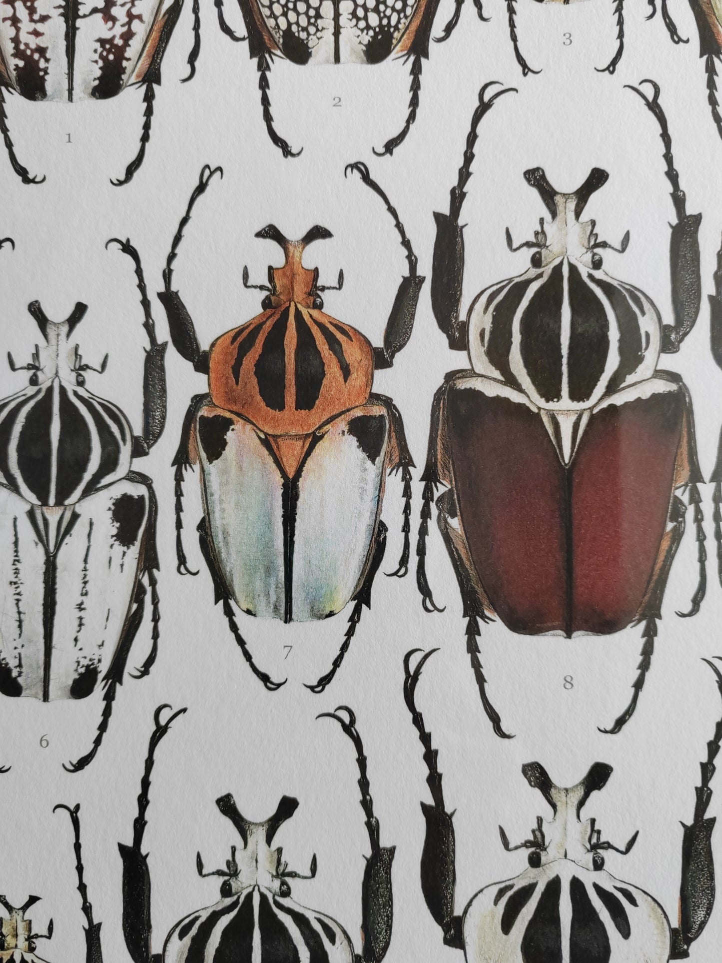 Goliath Beetles - Goliathus Lifesize species compilation, limited edition art print