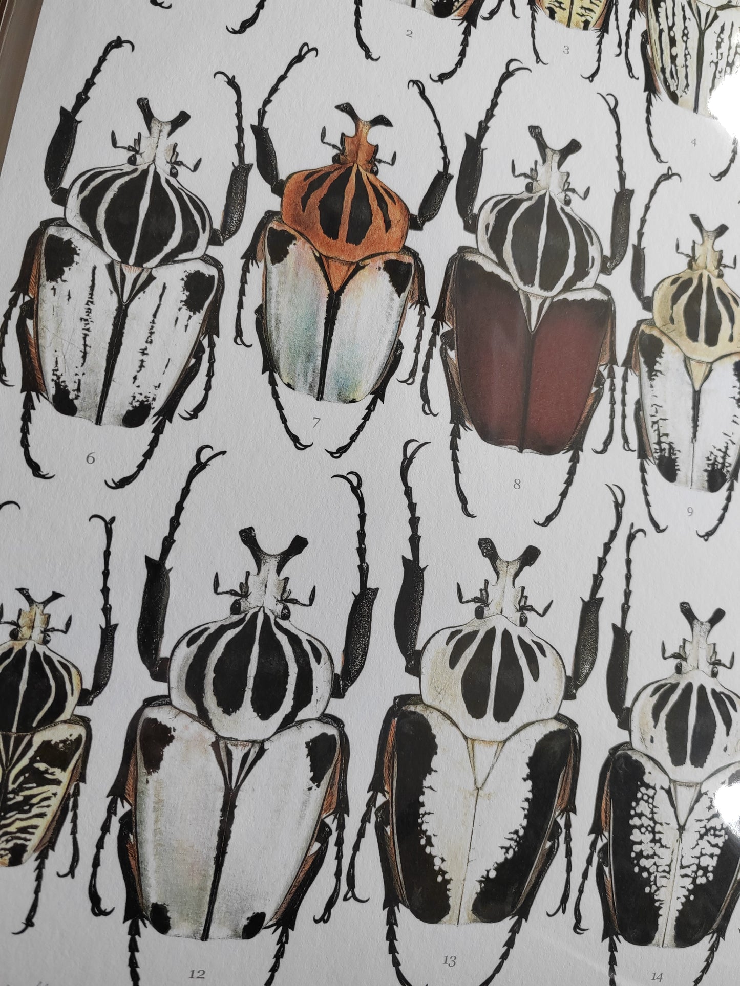 Goliath Beetles - Goliathus Lifesize species compilation, limited edition art print