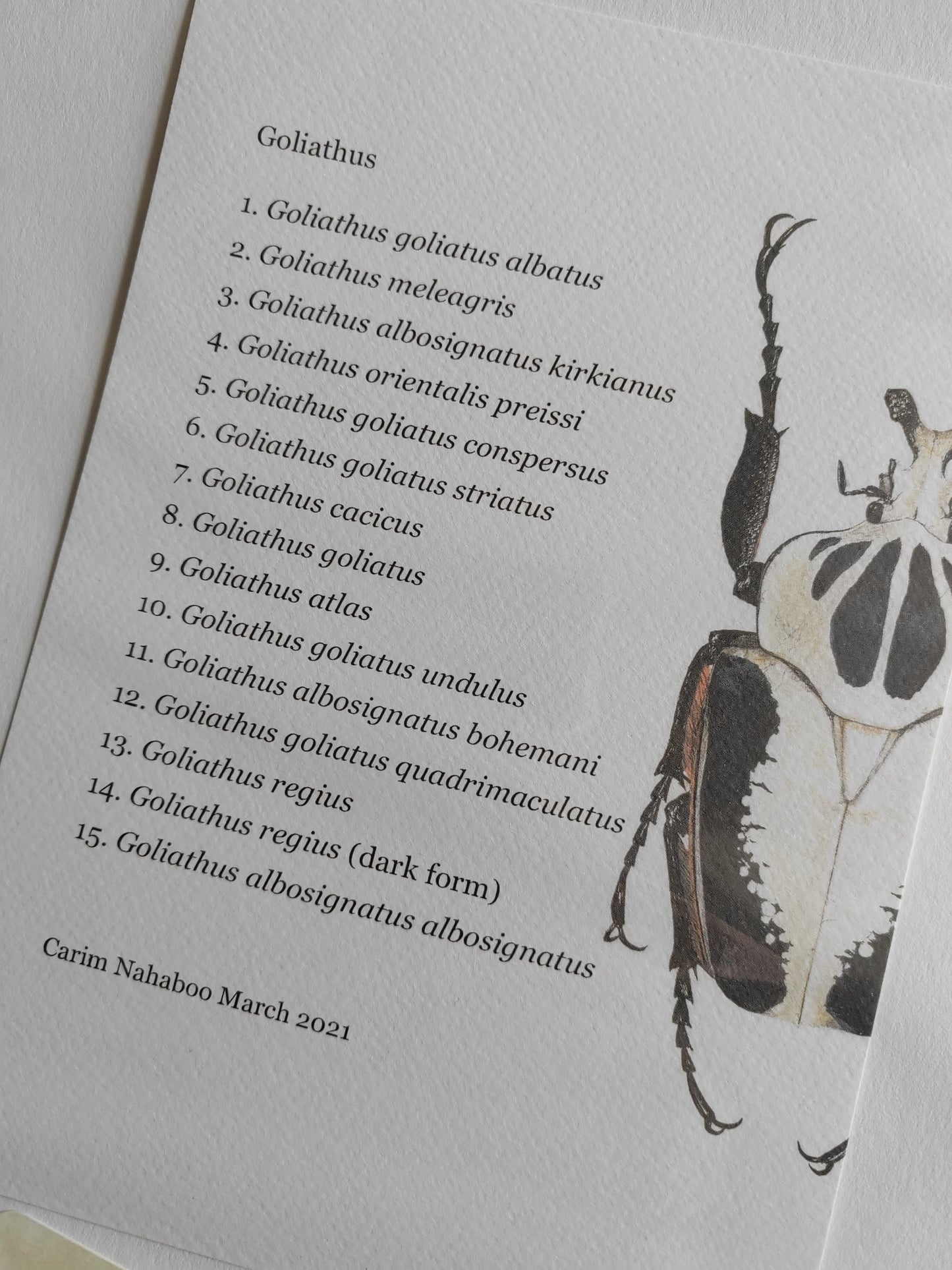 Goliath Beetles - Goliathus Lifesize species compilation, limited edition art print