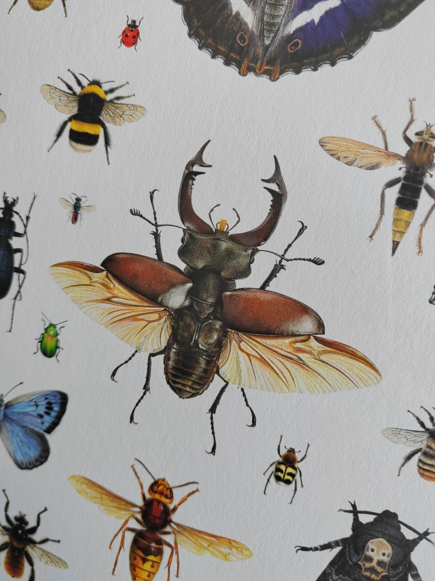 British Insects Lifesize compilation 1 (limited edition art print)