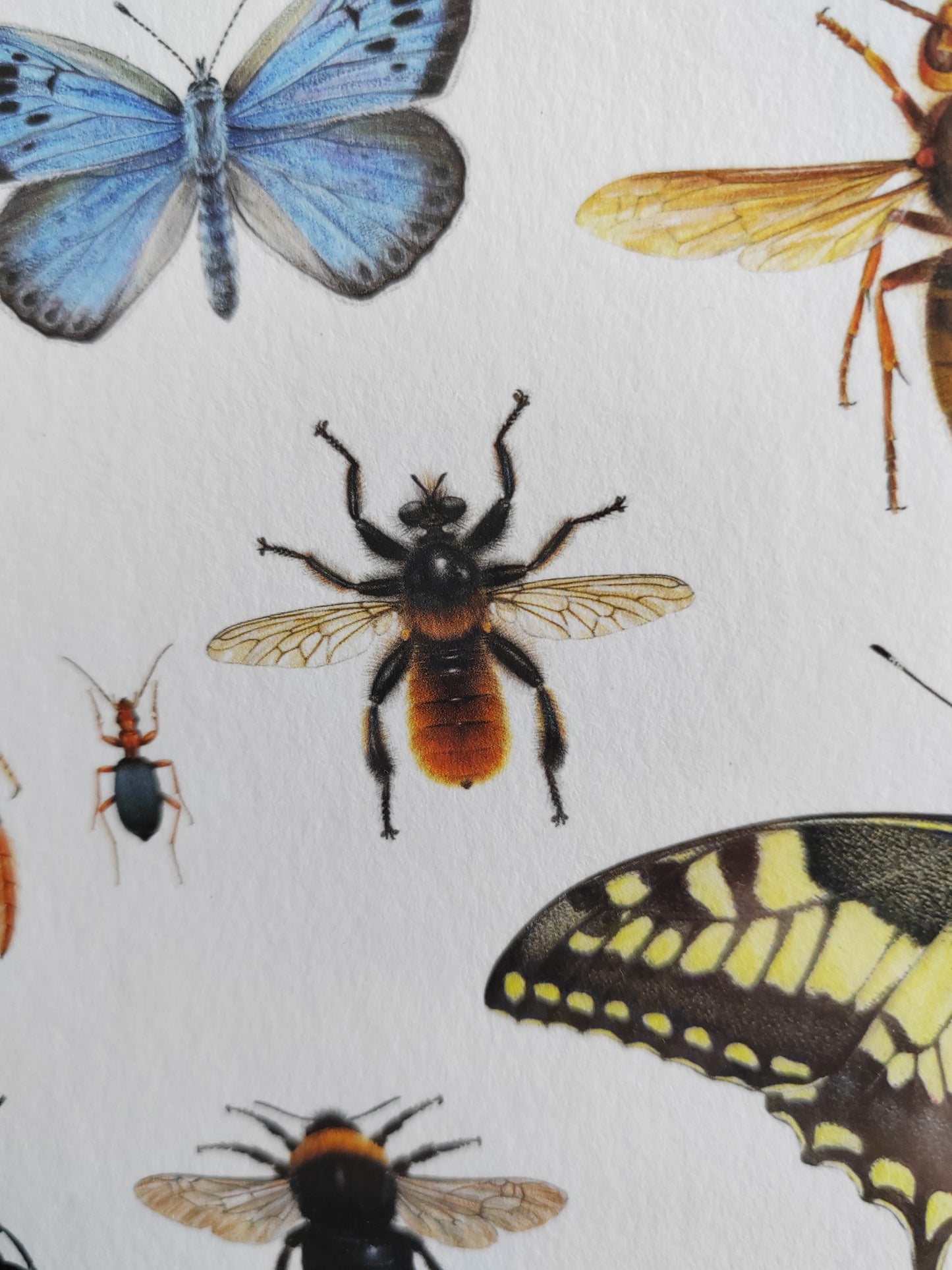 British Insects Lifesize compilation 1 (limited edition art print)