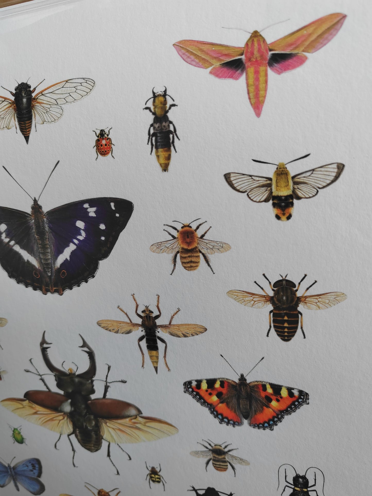 British Insects Lifesize compilation 1 (limited edition art print)