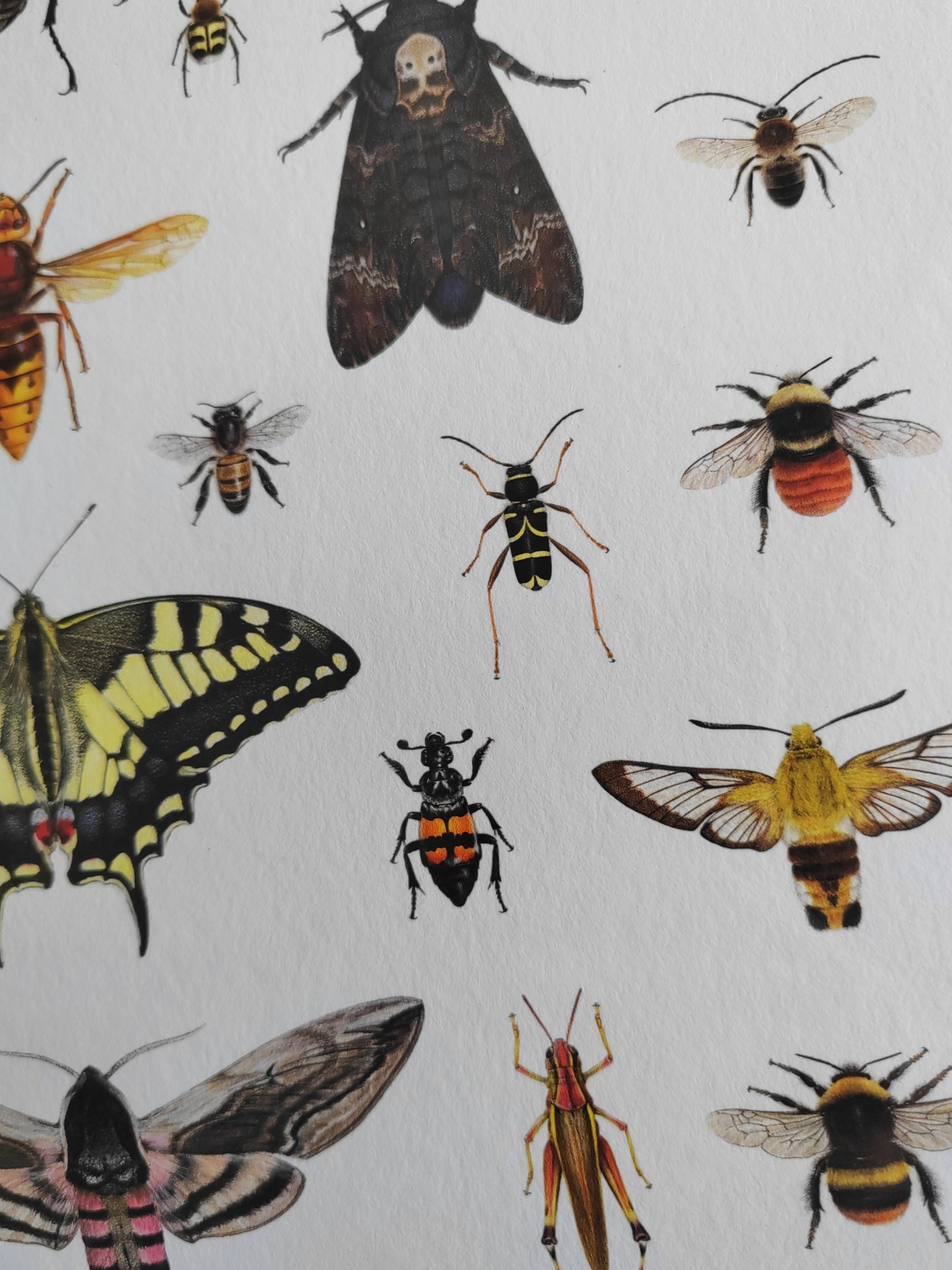 British Insects Lifesize compilation 1 (limited edition art print)