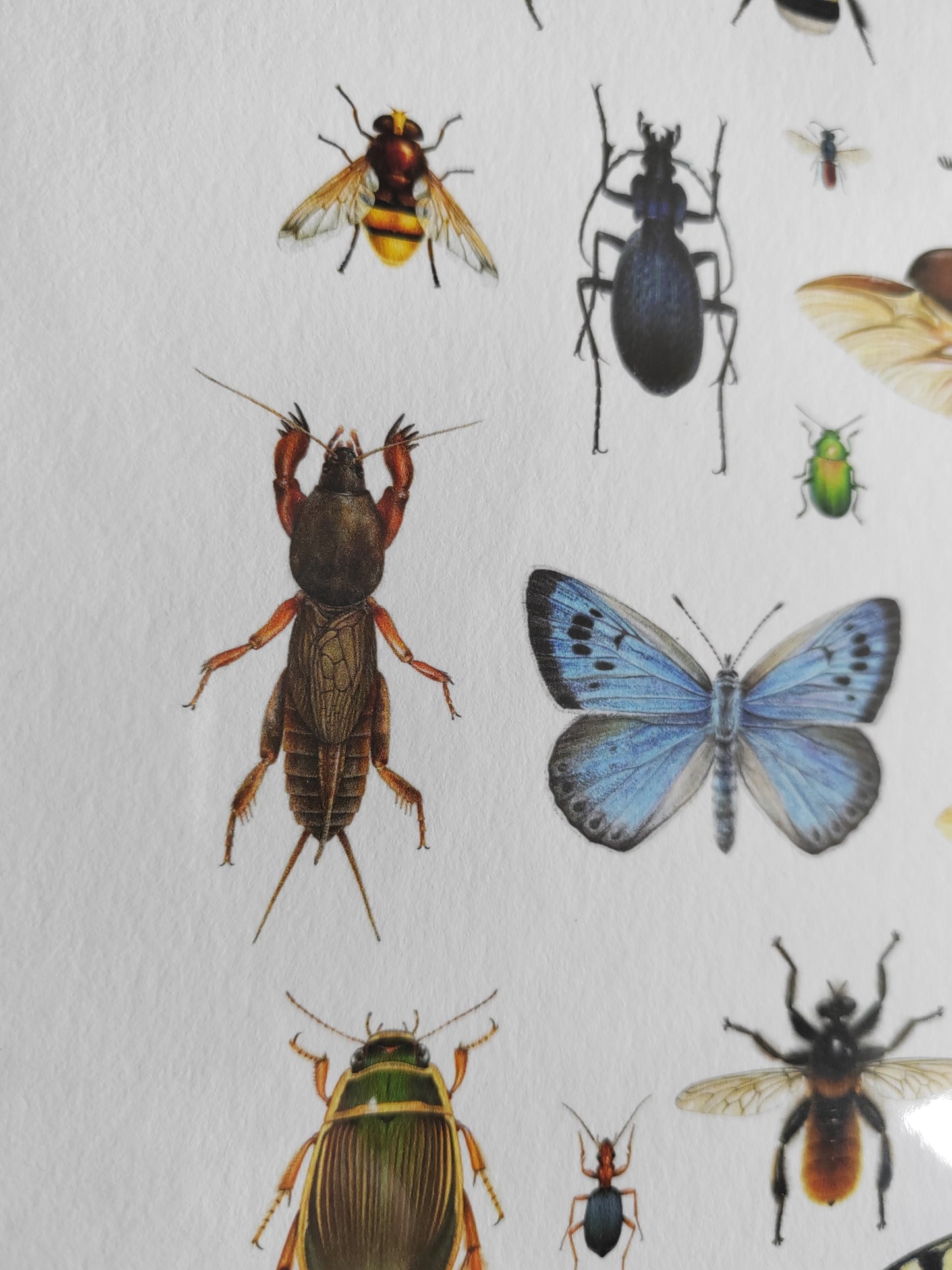 British Insects Lifesize compilation 1 (limited edition art print)