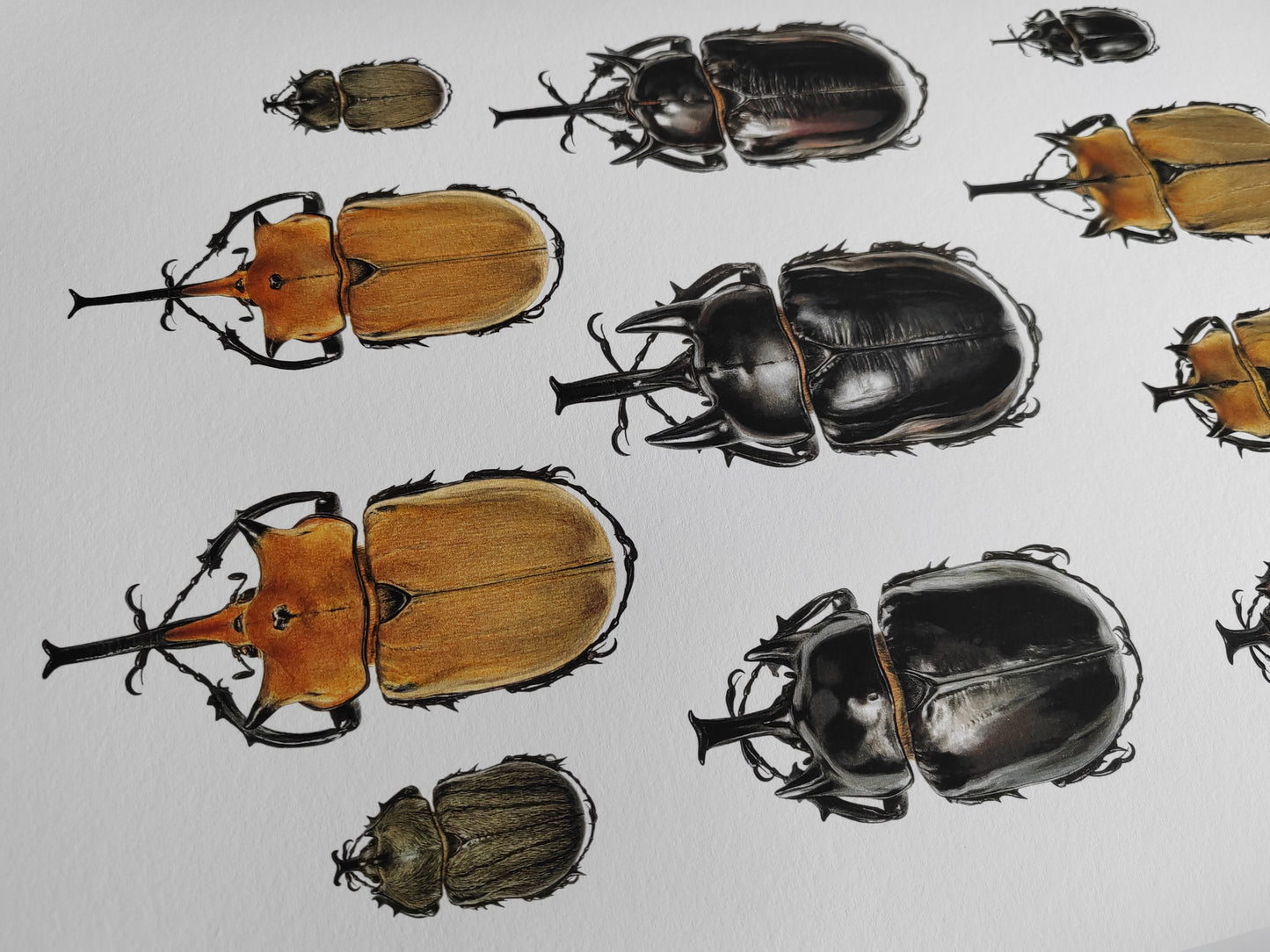 Megasoma species, Lifesize. A3 size limited edition print