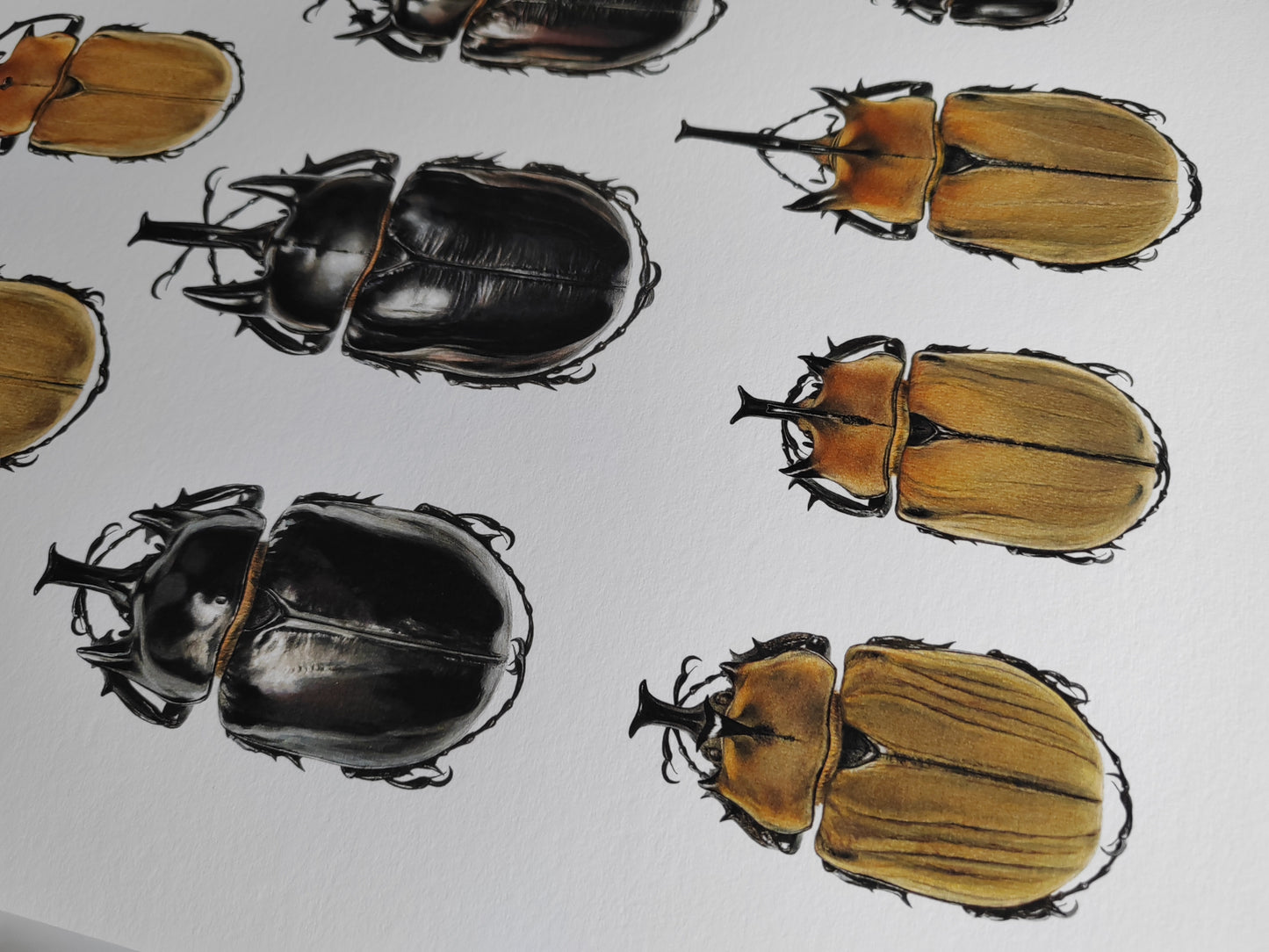 Megasoma species, Lifesize. A3 size limited edition print