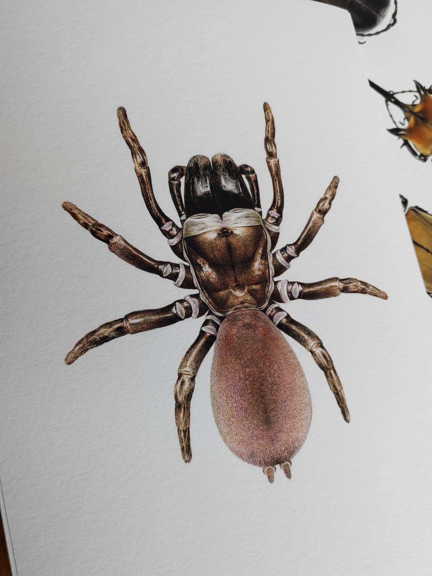 Atypus affinis, Purse Web Spider limited edition art print A4 size