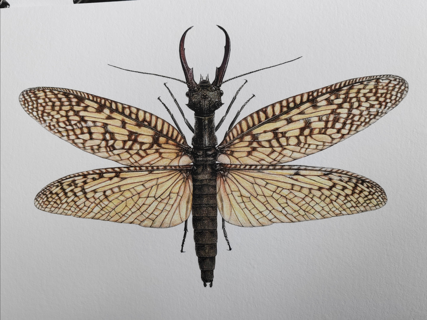 Acanthacorydalis fruhstorferi A4 size limited edition print