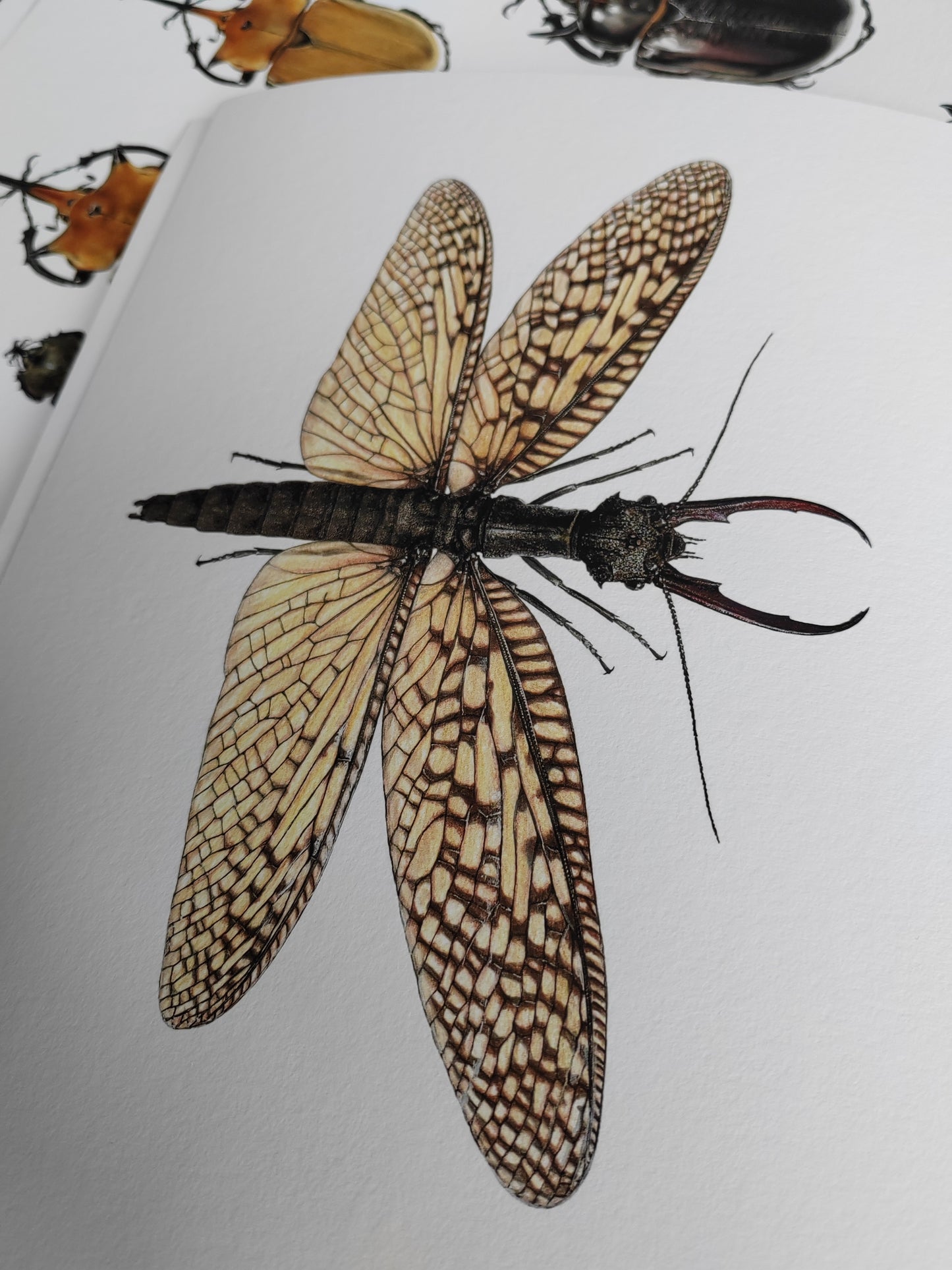 Acanthacorydalis fruhstorferi A4 size limited edition print