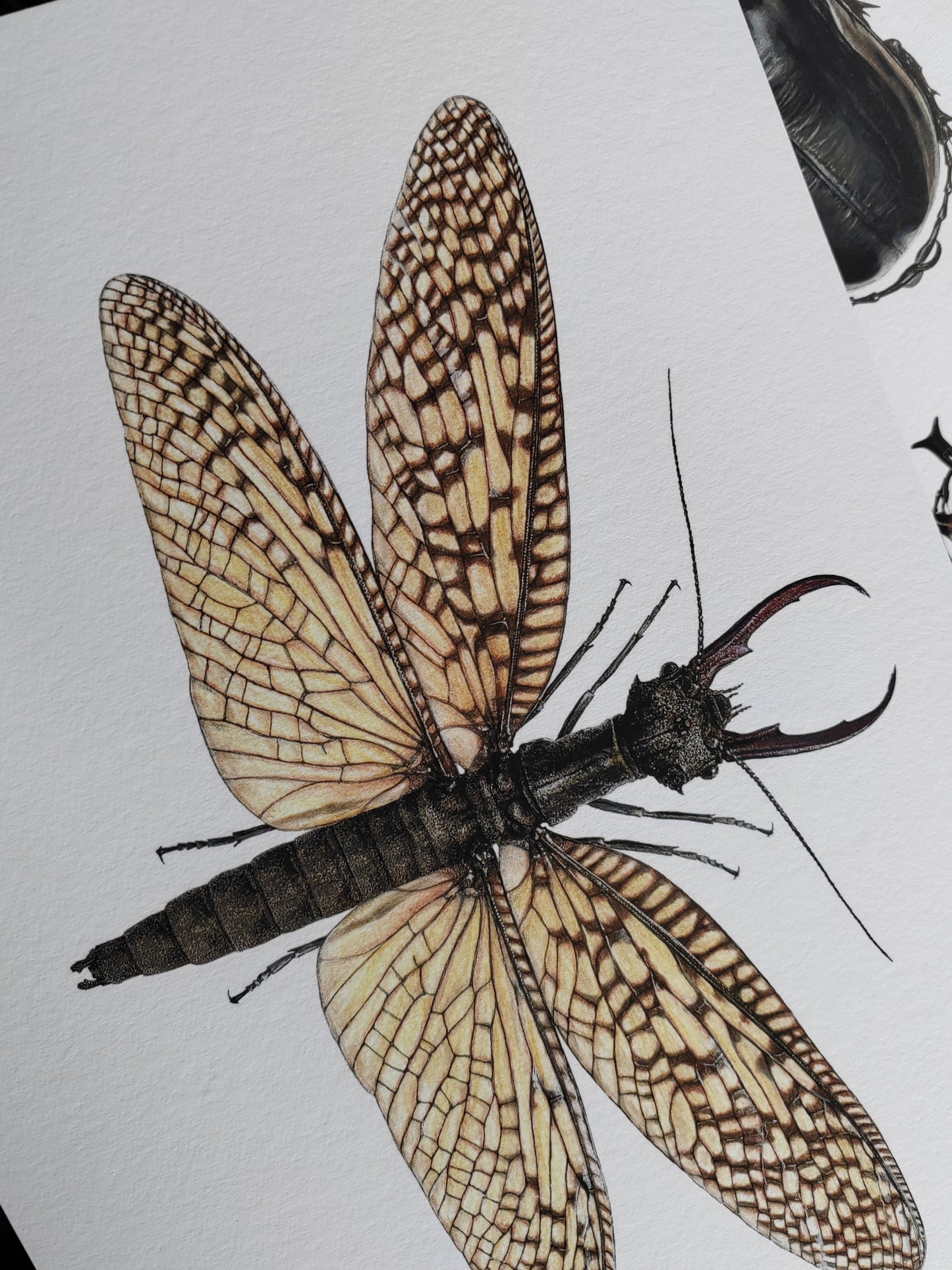 Acanthacorydalis fruhstorferi A4 size limited edition print