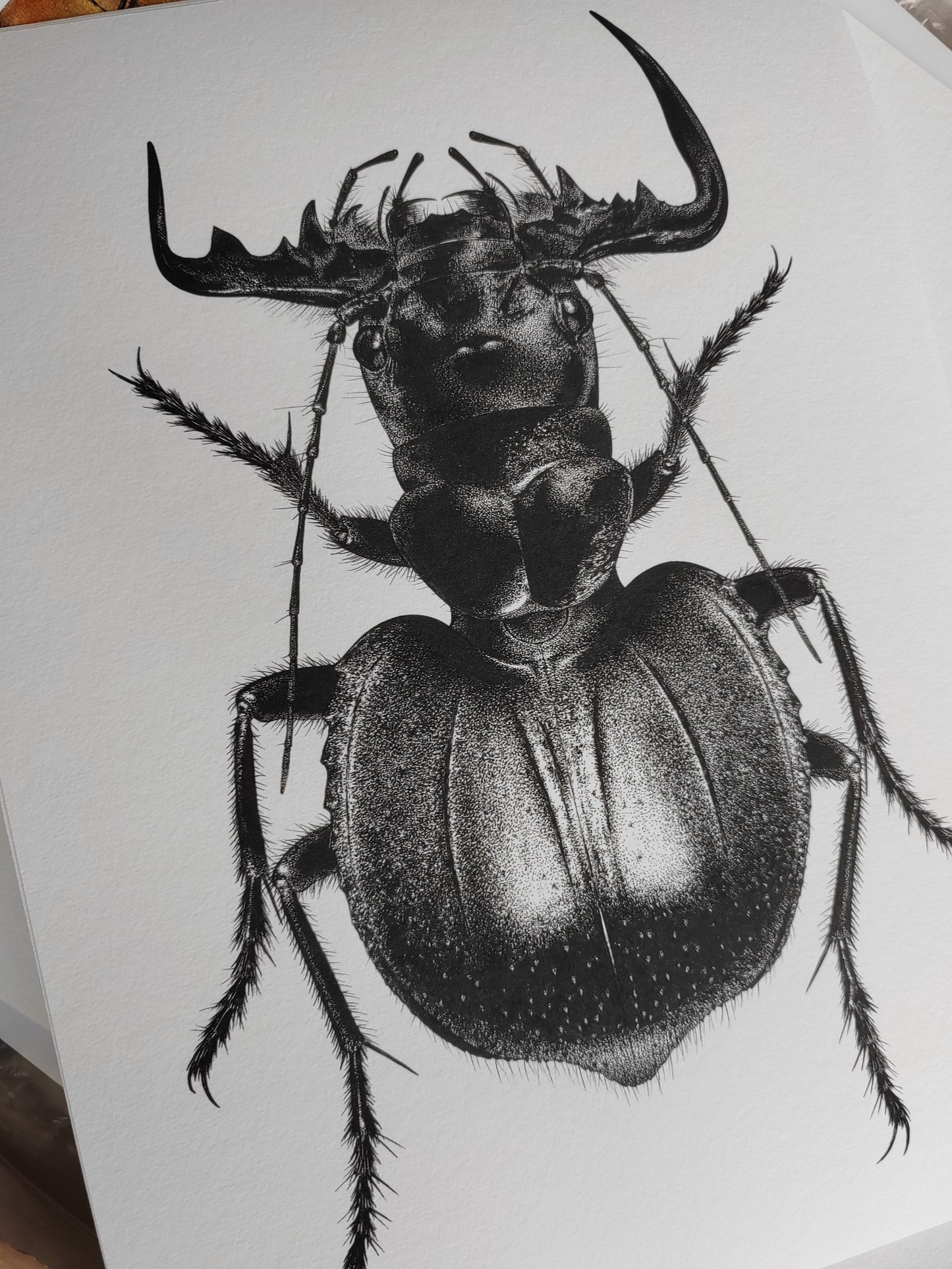 Manticora imperator, A4 size limited edition art print