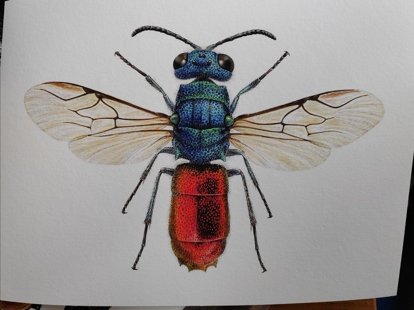 Chrysis ignita, Jewel Wasp limited edition print, A4 size