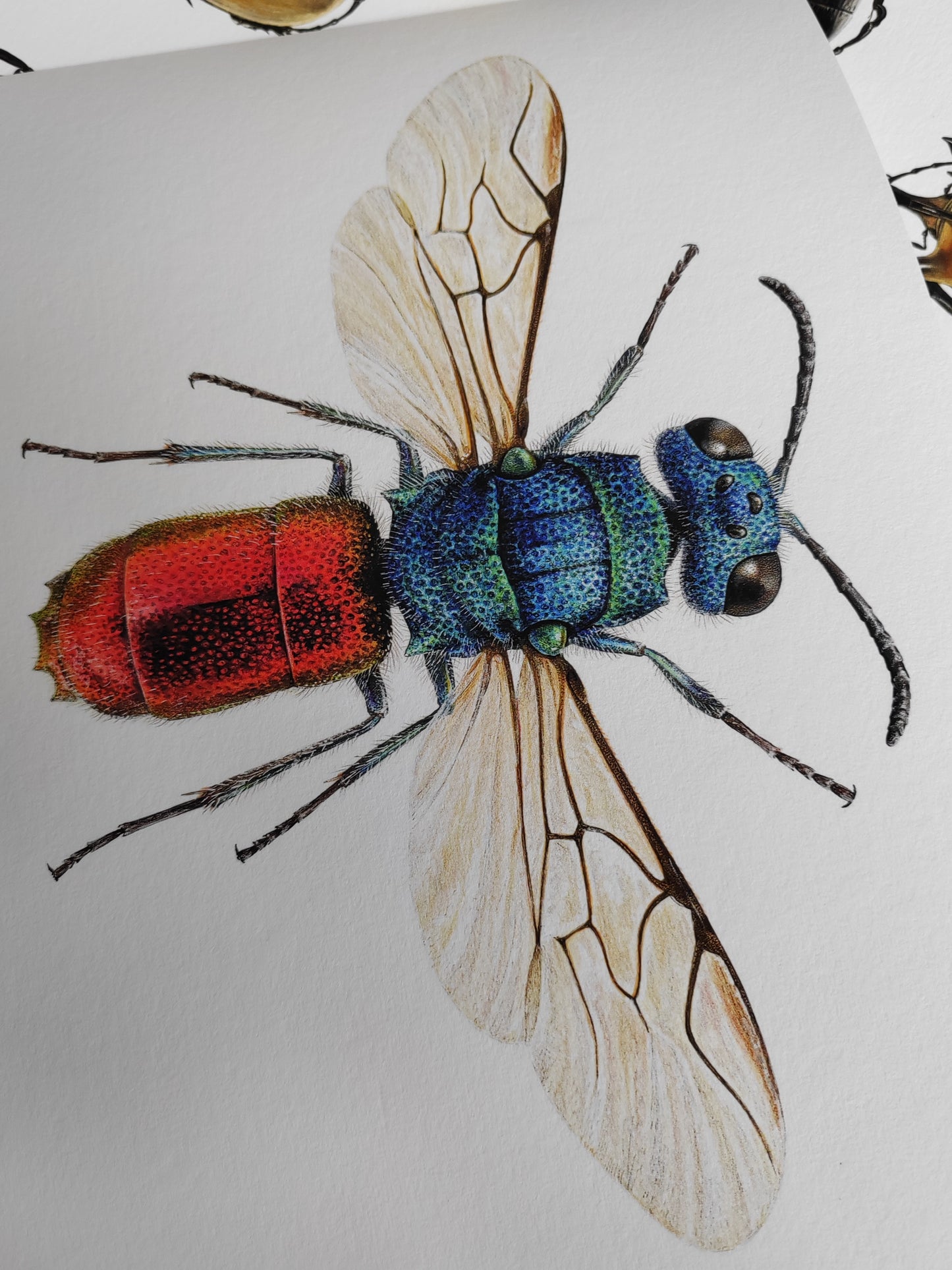 Chrysis ignita, Jewel Wasp limited edition print, A4 size