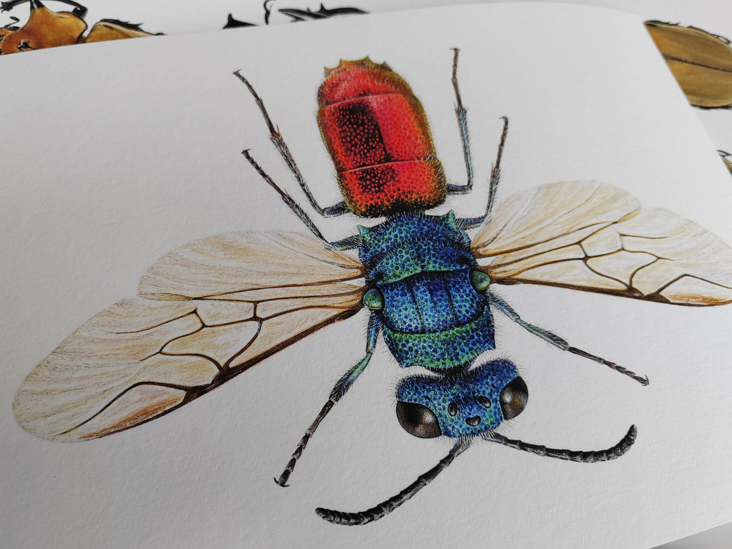 Chrysis ignita, Jewel Wasp limited edition print, A4 size