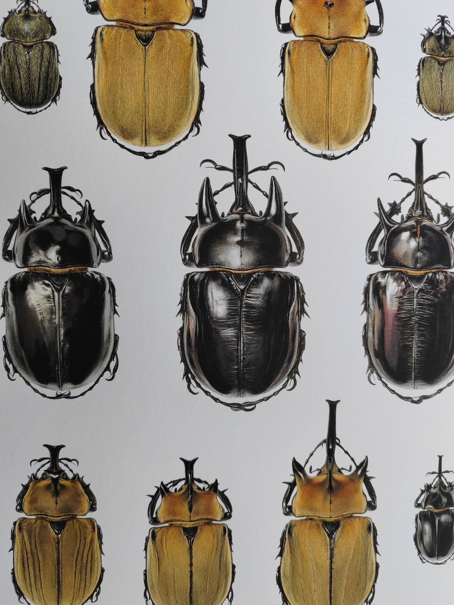 Megasoma species, Lifesize. A3 size limited edition print