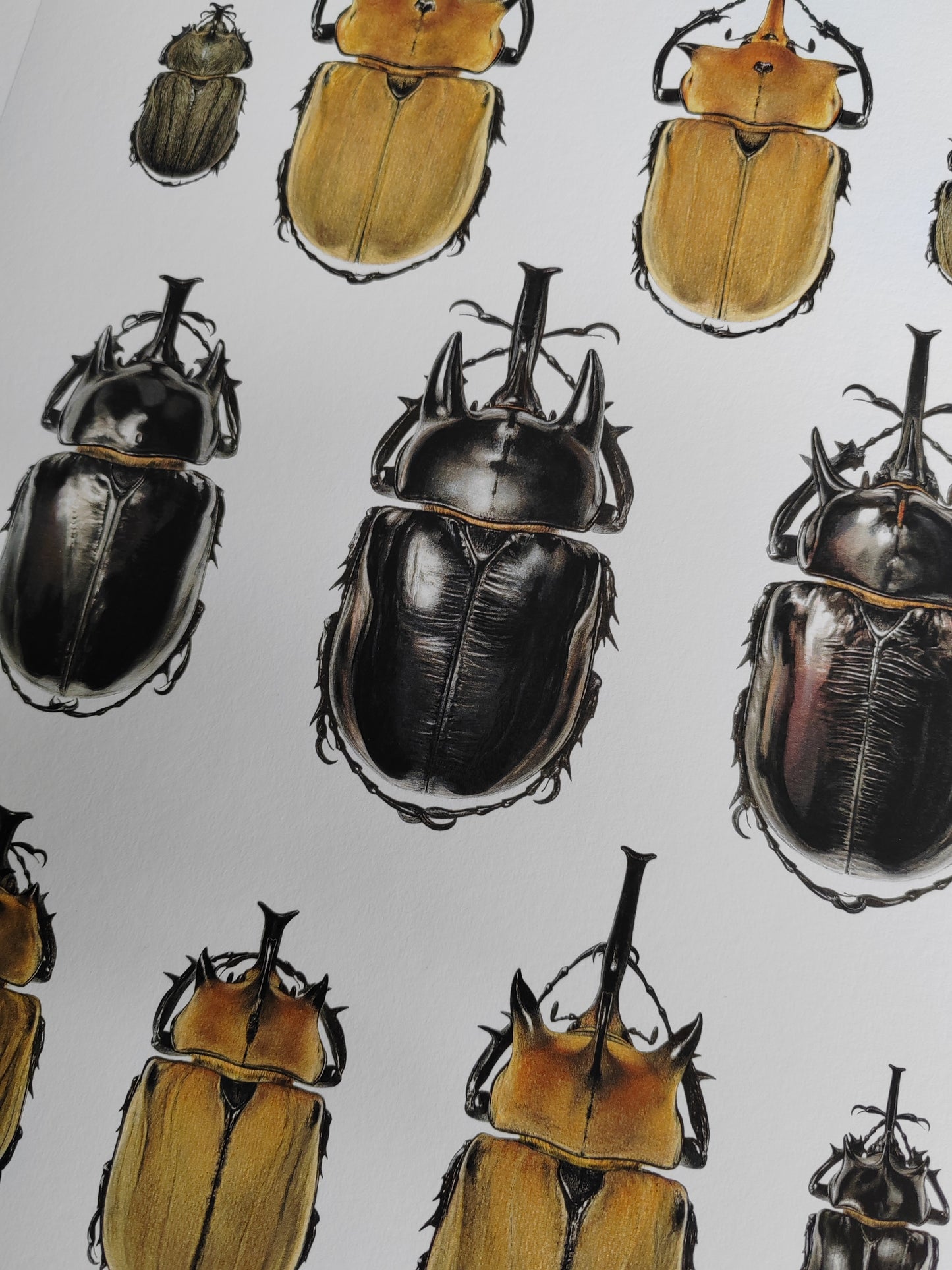 Megasoma species, Lifesize. A3 size limited edition print