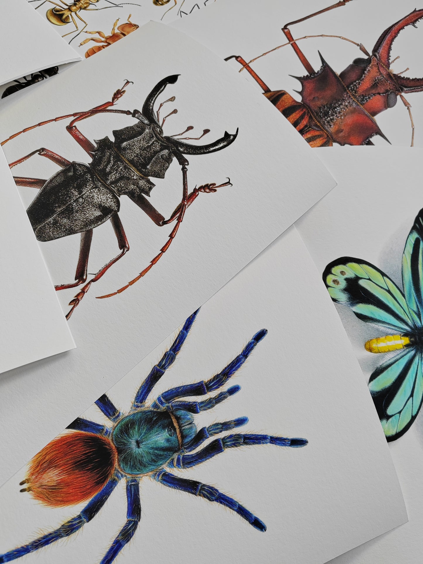 Chromatopelma cyaneopubescens, Green Bottle Blue Tarantula, A4 size limited edition art print