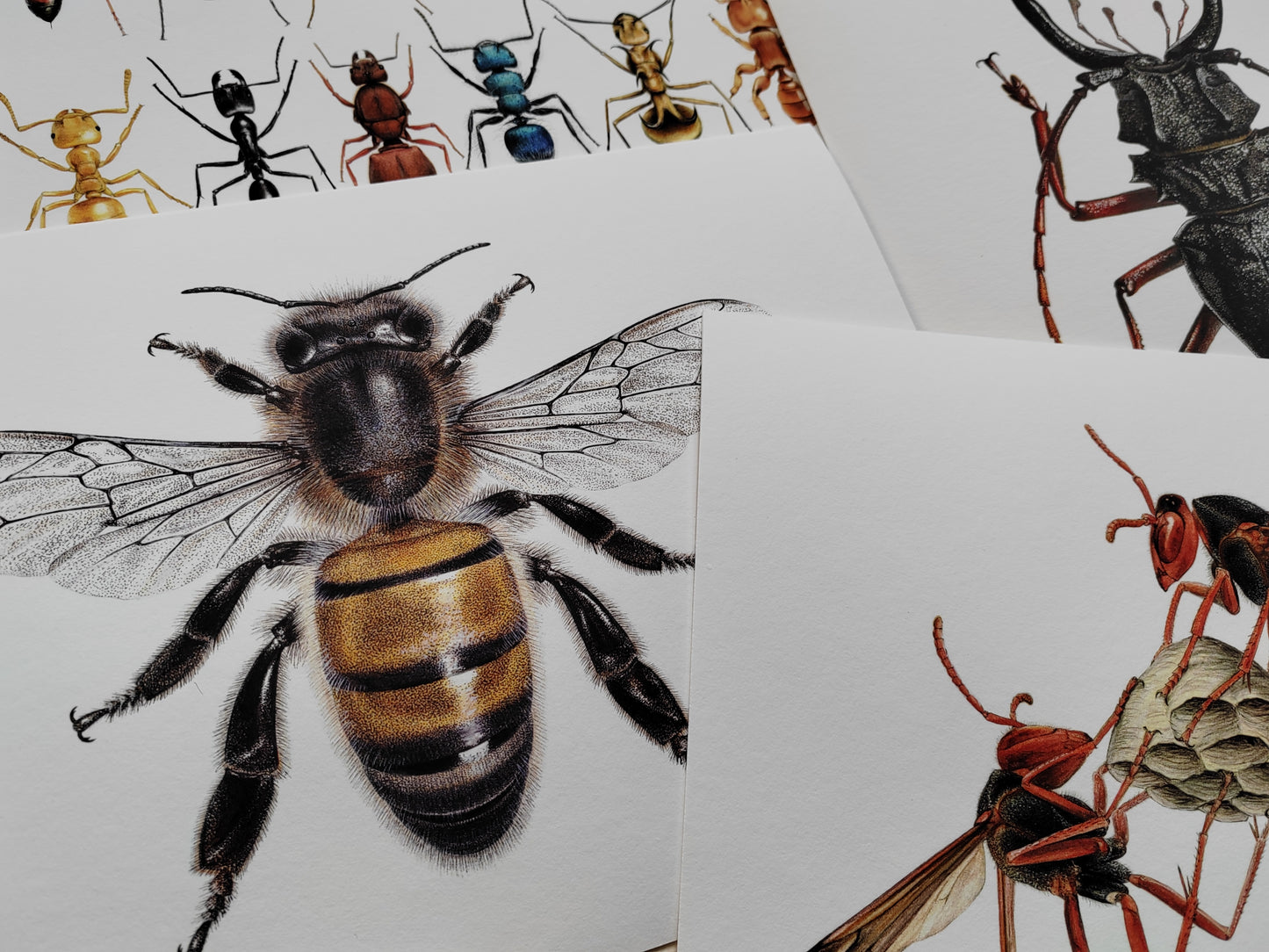 Honey Bee A4 size limited edition art print. Apis mellifera