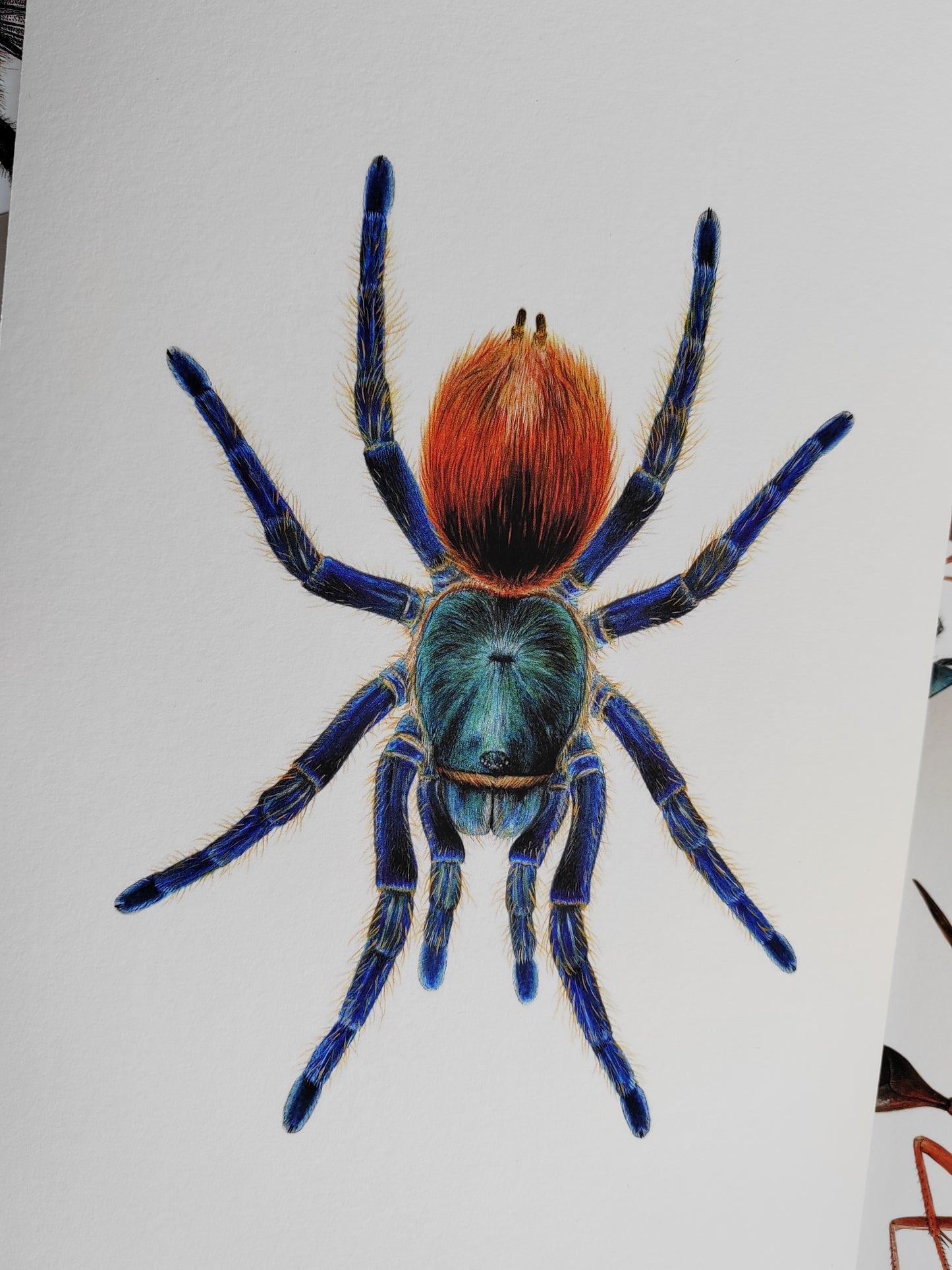 Chromatopelma cyaneopubescens, Green Bottle Blue Tarantula, A4 size limited edition art print