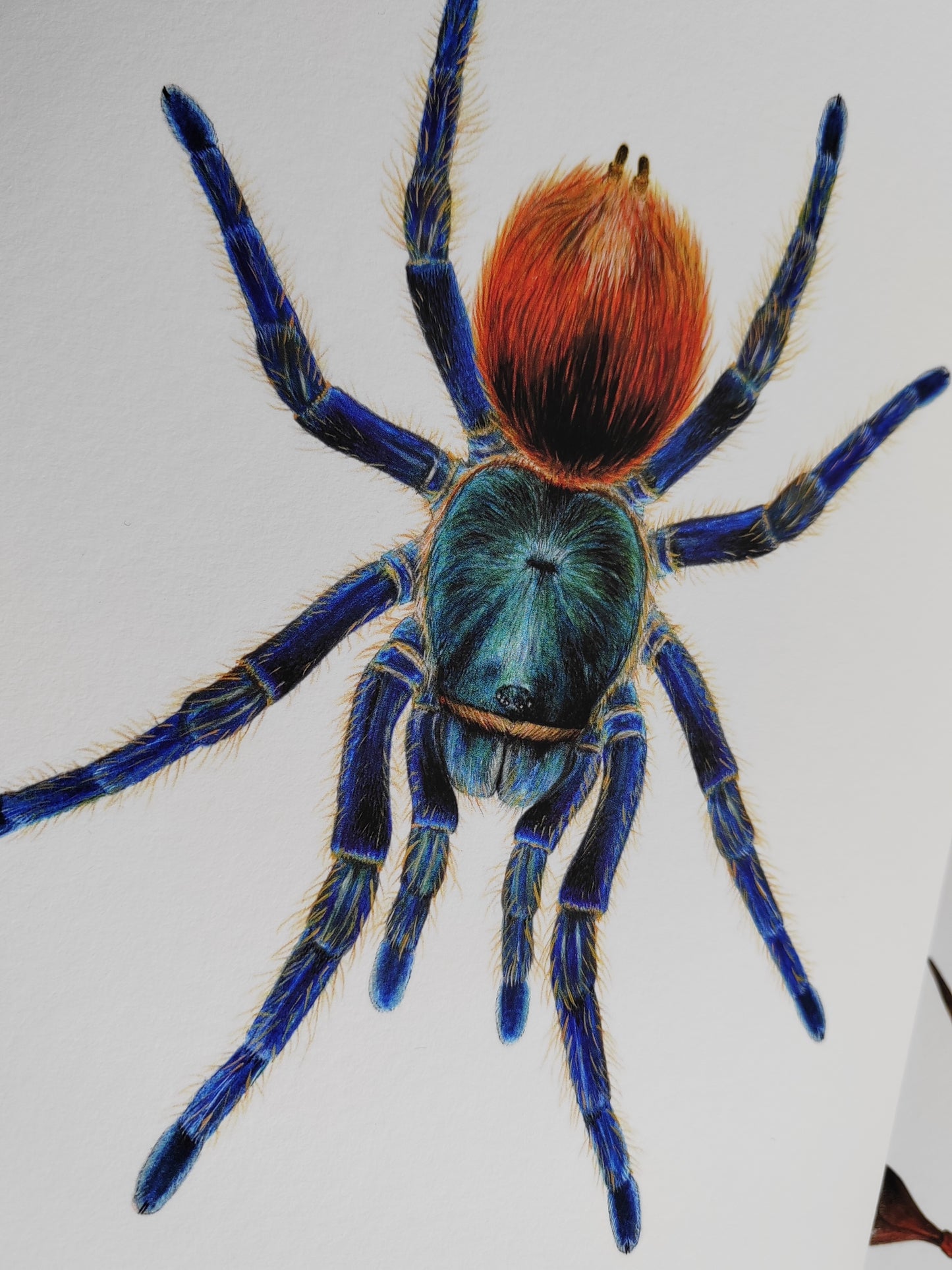 Chromatopelma cyaneopubescens, Green Bottle Blue Tarantula, A4 size limited edition art print