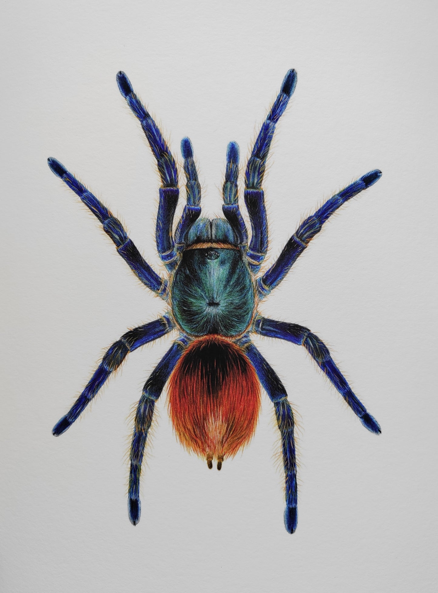 Chromatopelma cyaneopubescens, Green Bottle Blue Tarantula, A4 size limited edition art print