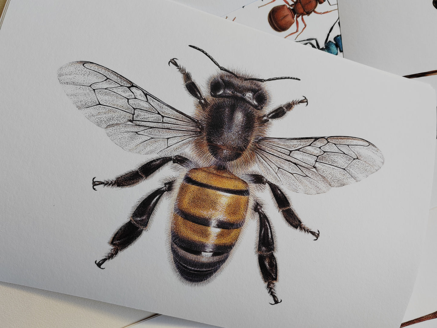 Honey Bee A4 size limited edition art print. Apis mellifera