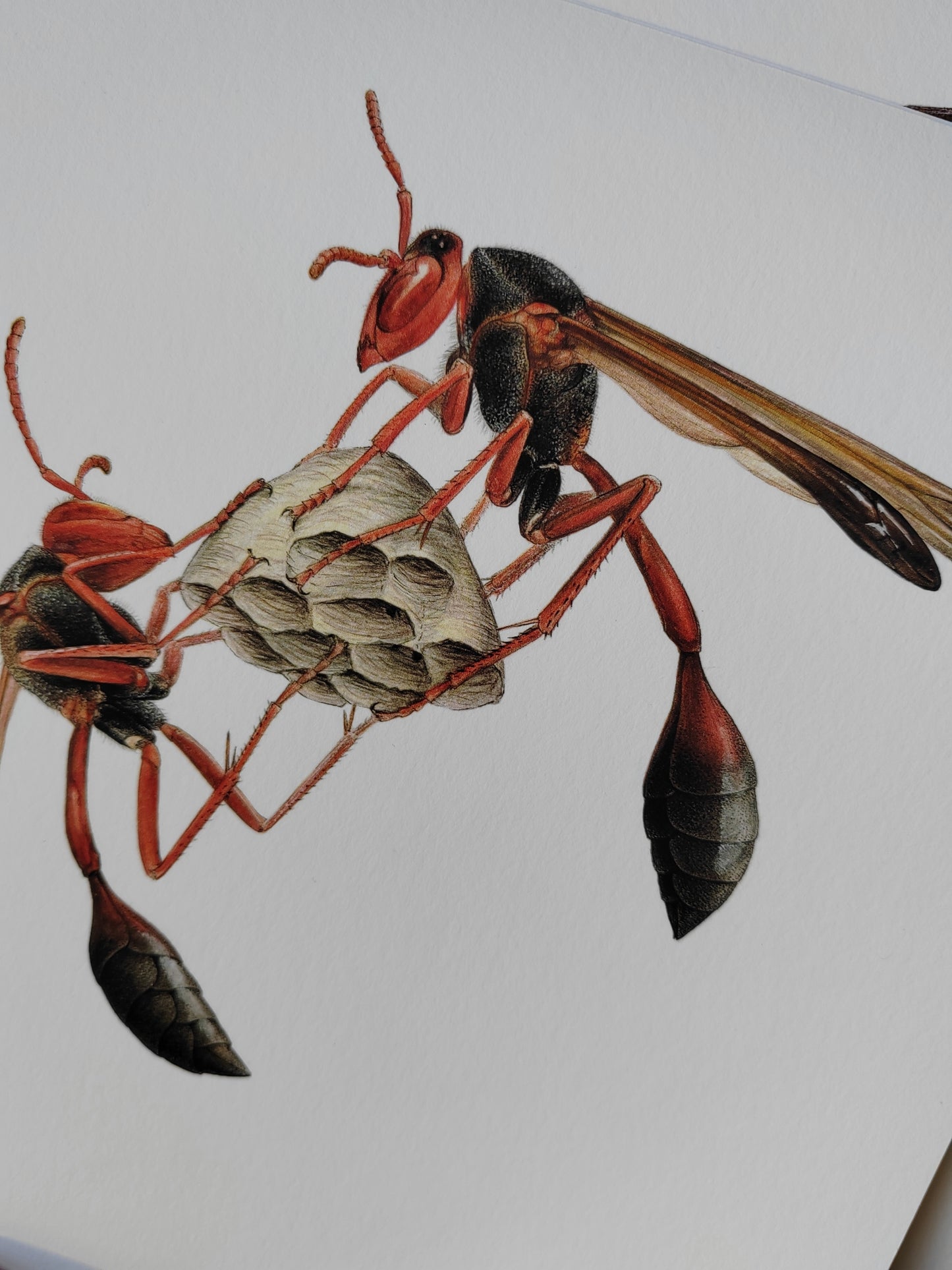 Belonogaster juncea, Paper wasp 10x10inch limited edition art print