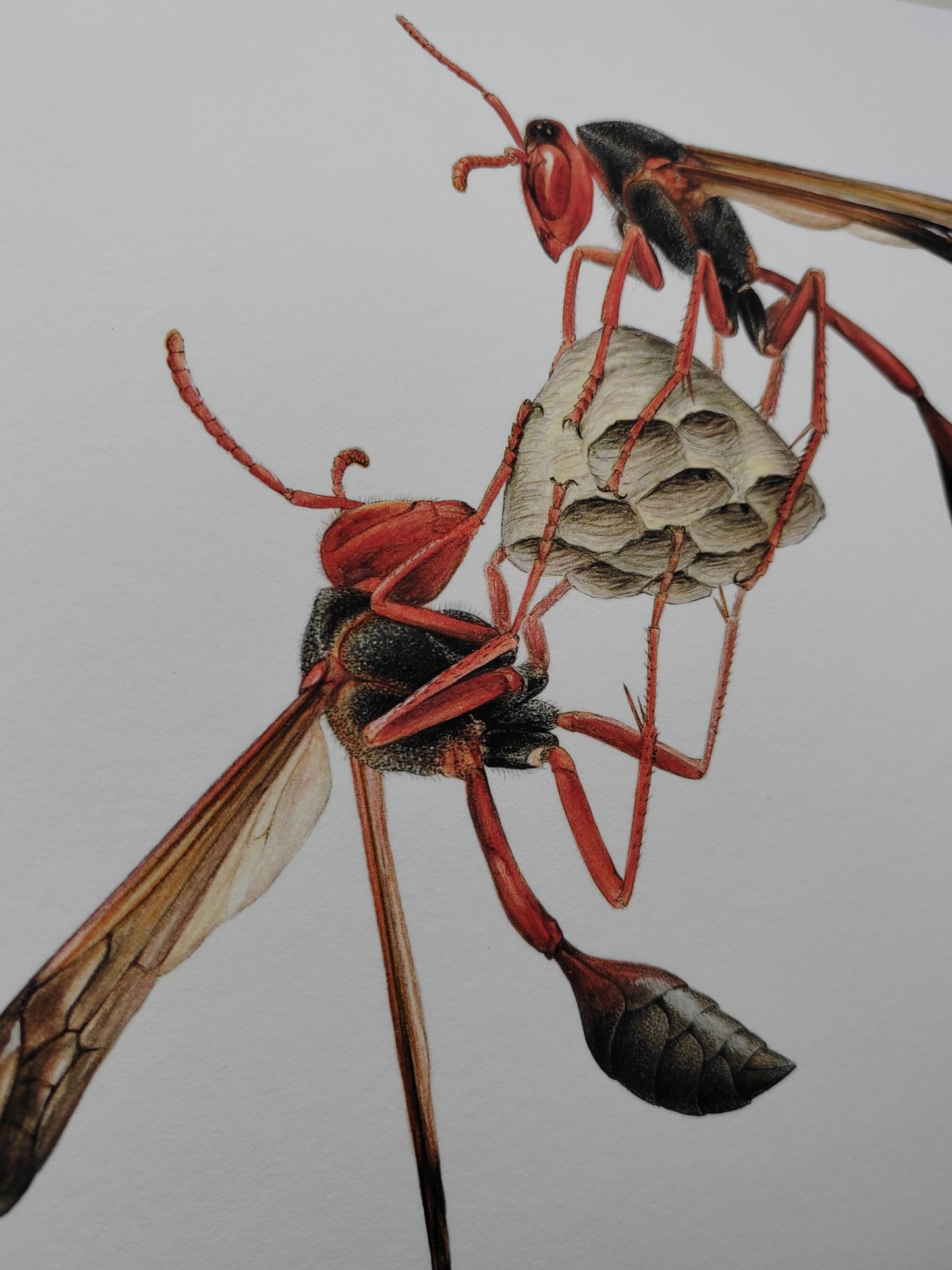 Belonogaster juncea, Paper wasp 10x10inch limited edition art print