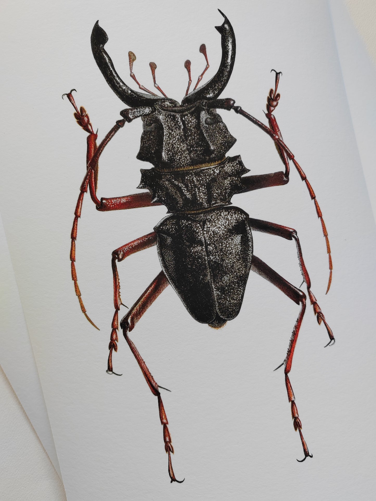 Prionacalus cacicus Male A4 size limited edition art print