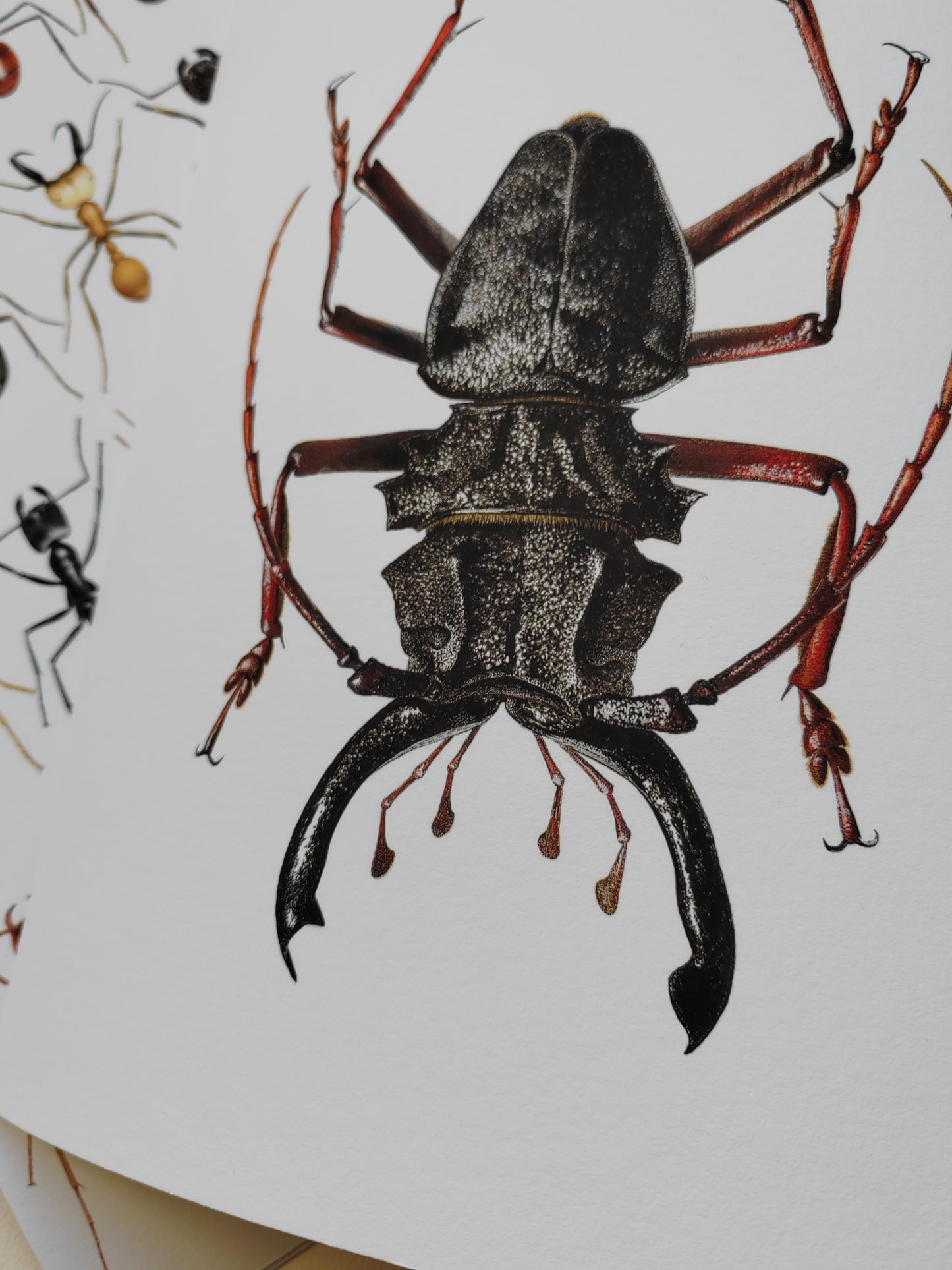 Prionacalus cacicus Male A4 size limited edition art print