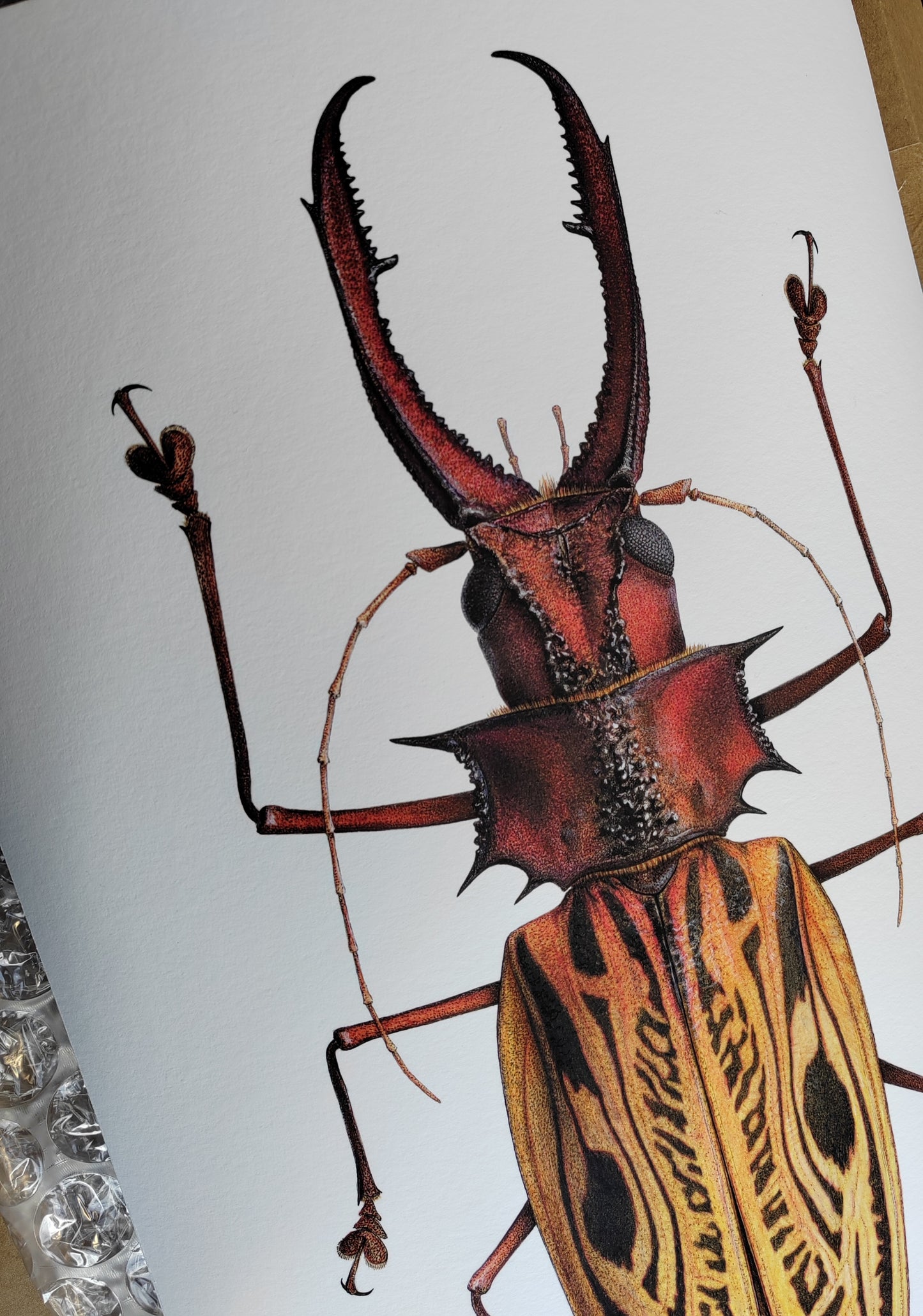Macrodontia cervicornis A3 size limited edition art print