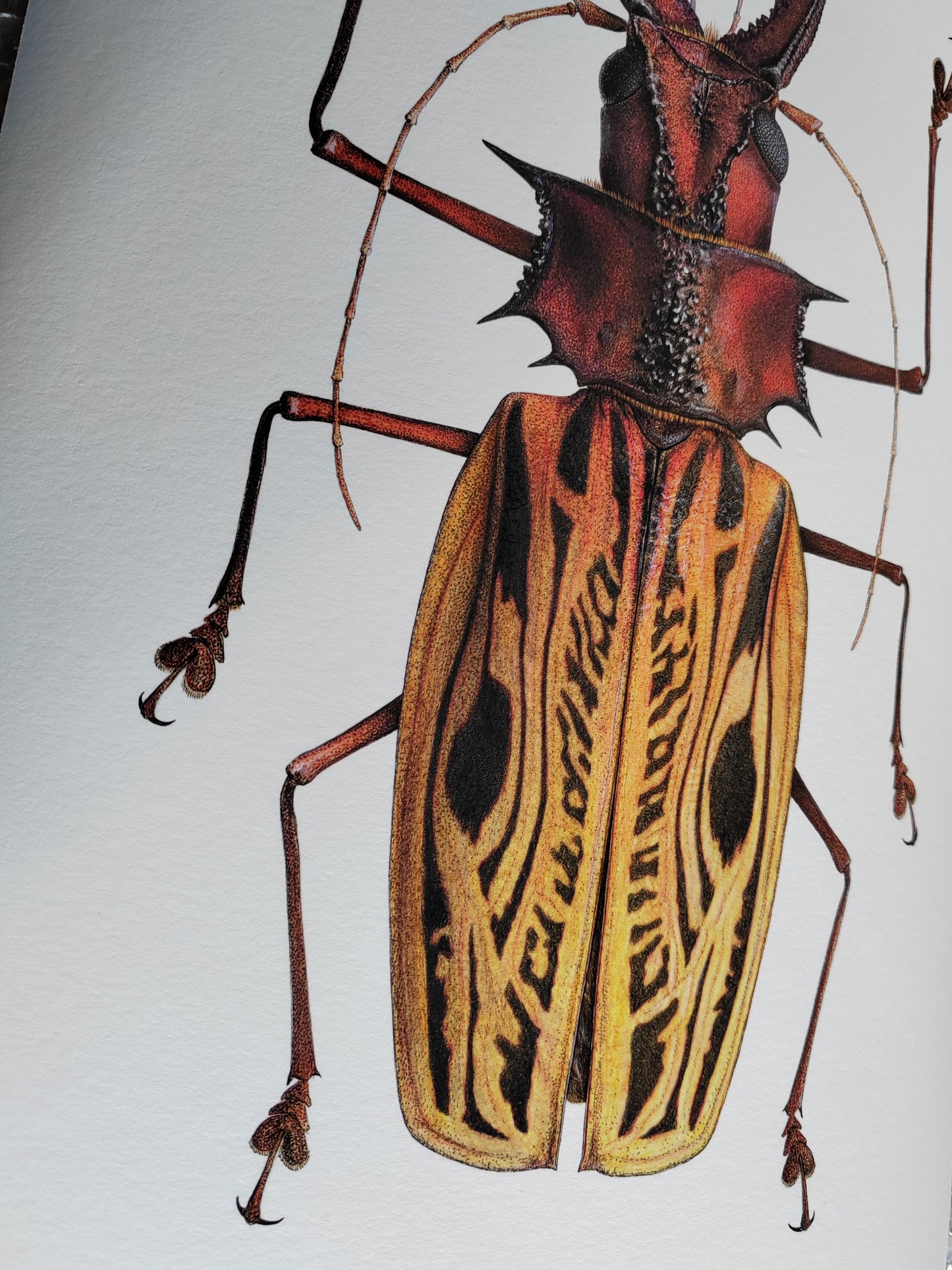 Macrodontia cervicornis A3 size limited edition art print