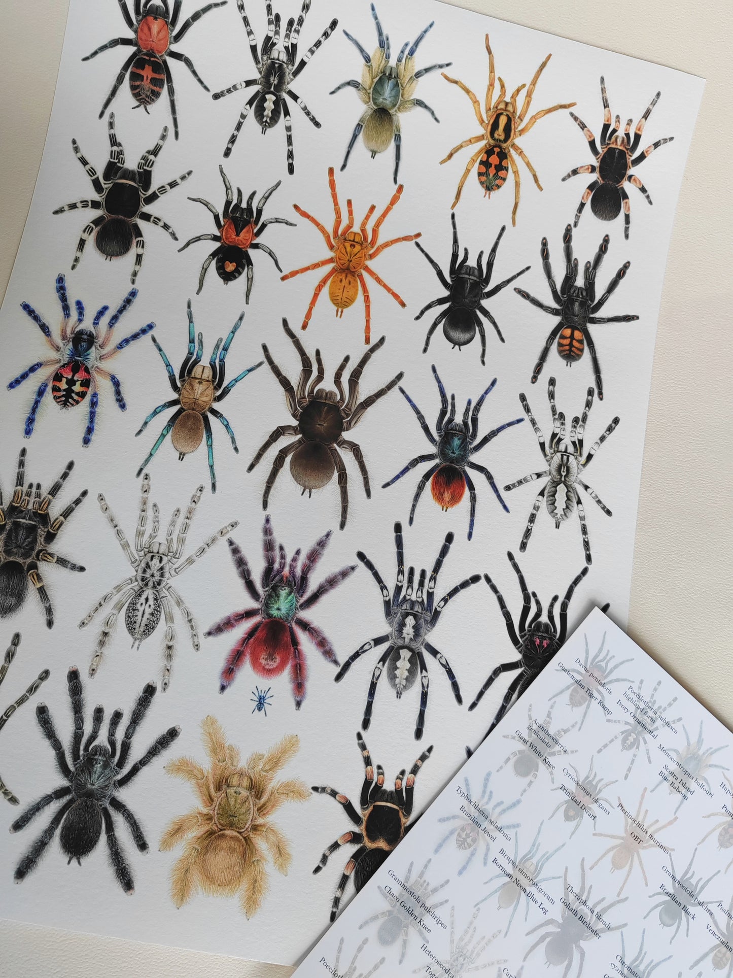 A3 size Tarantula species limited edition art print, with species key