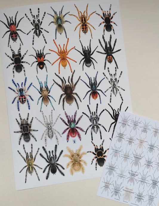 A3 size Tarantula species limited edition art print, with species key