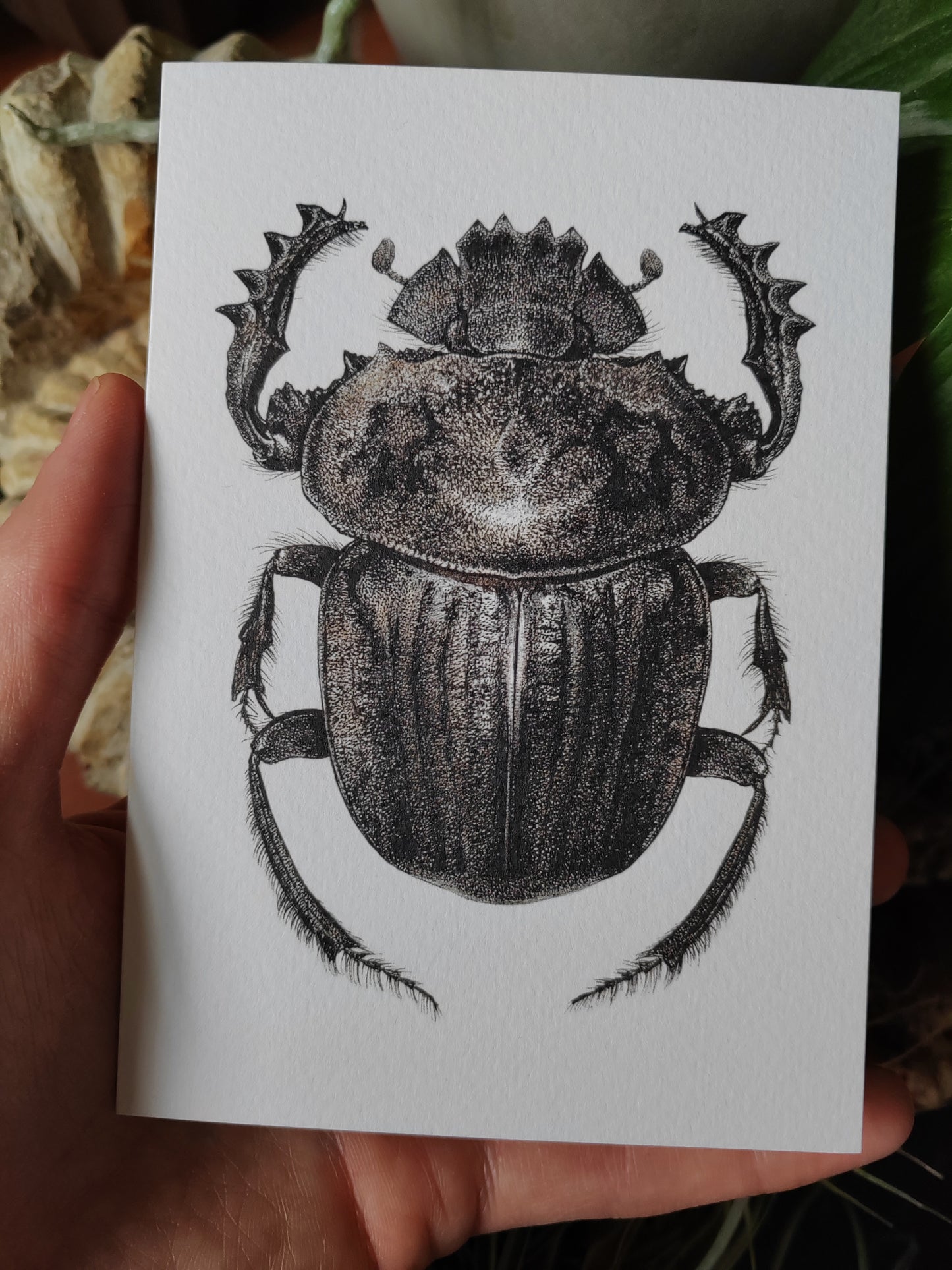 Greetings card - Pachylomera femoralis, giant scarab beetle