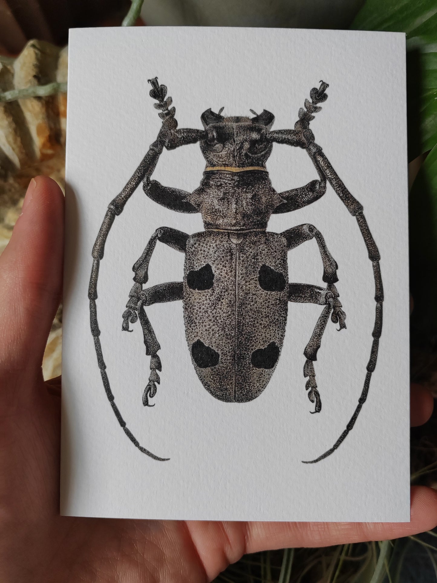 Greetings card - Morimus asper, Longhorn Beetle