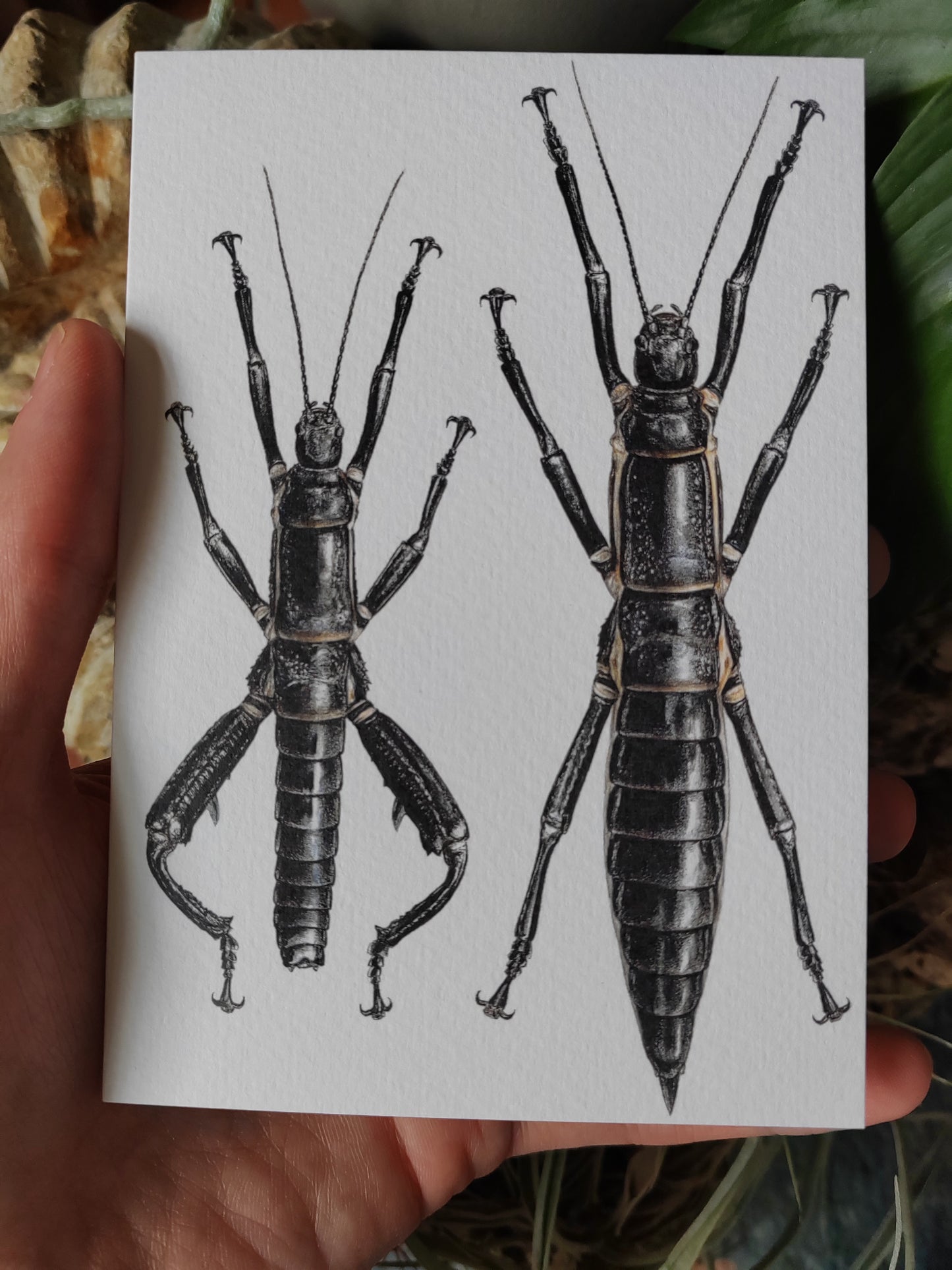 Greetings card - Dryococelus australis, Lord Howe Island Phasmid