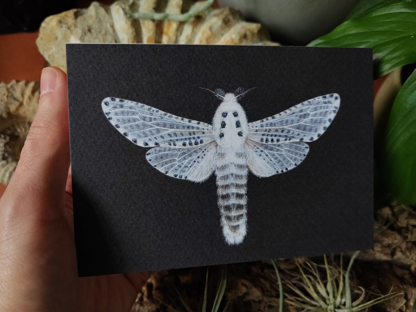 Greetings card - Leopard Moth, Zeuzera pyrina