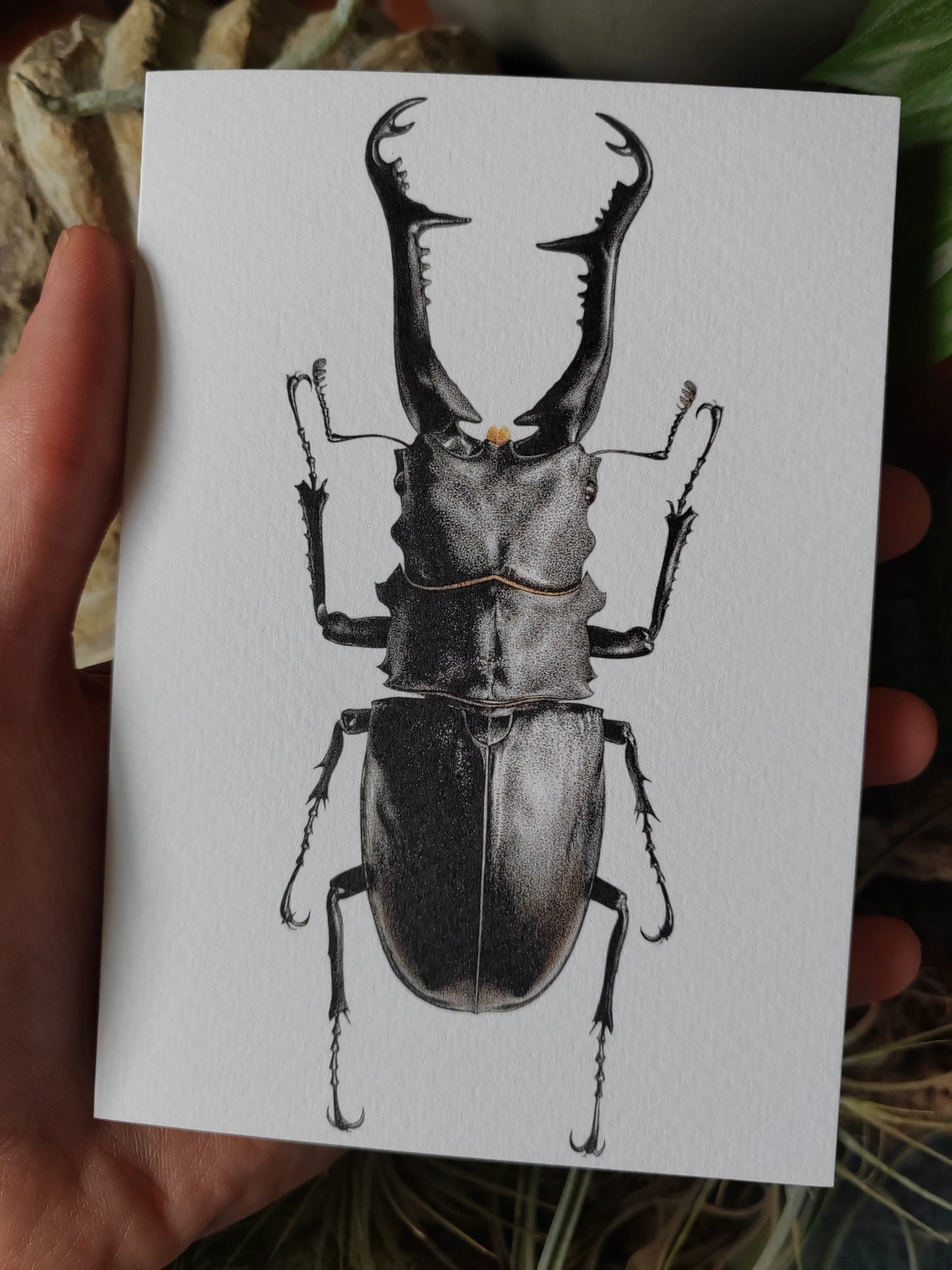 Greetings card - Prosopocoilus giraffa, Giraffe Stag Beetle